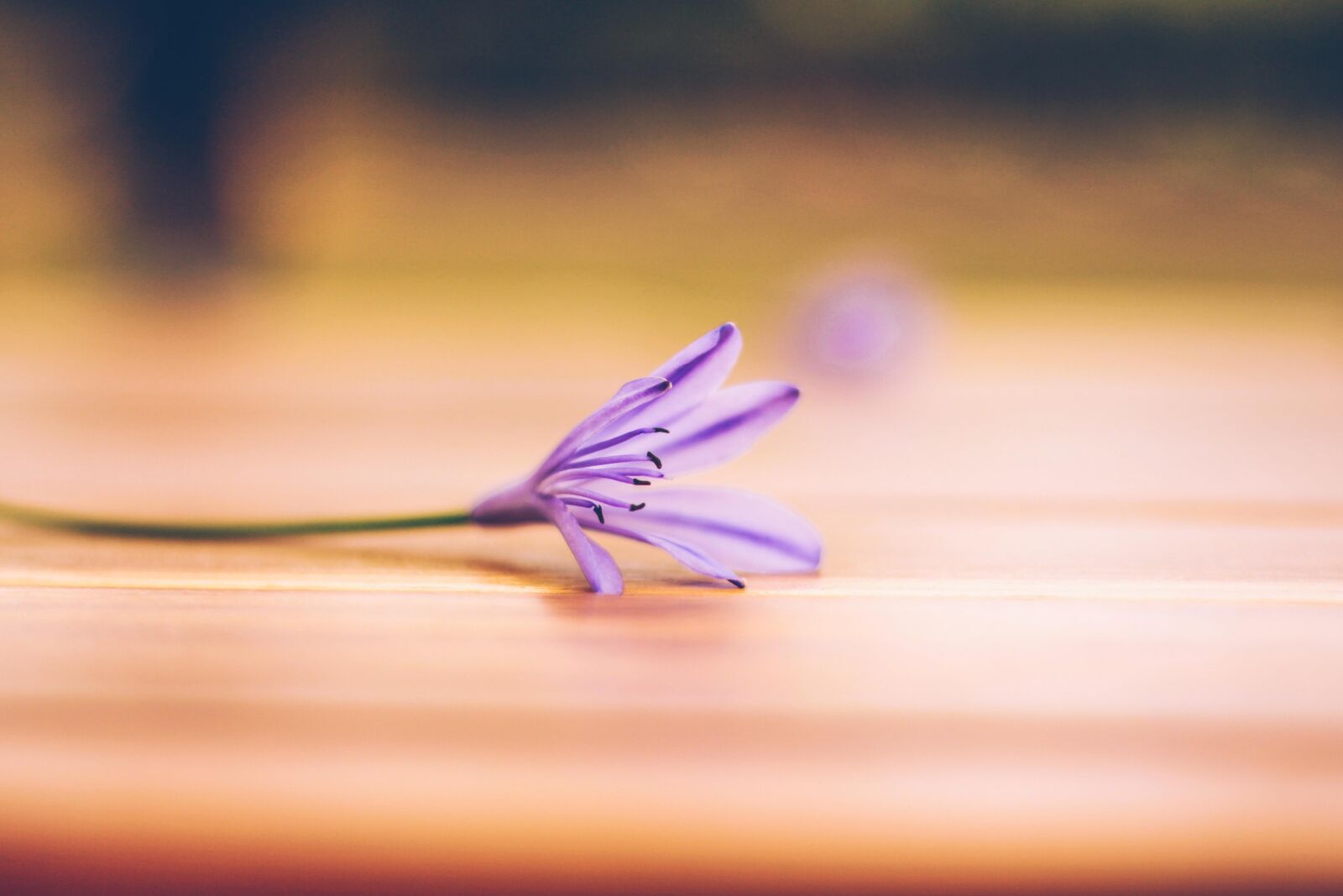 Canon EOS 60D + Canon EF 50mm F1.8 II sample photo. Beautiful, flowers, cute, natural photography