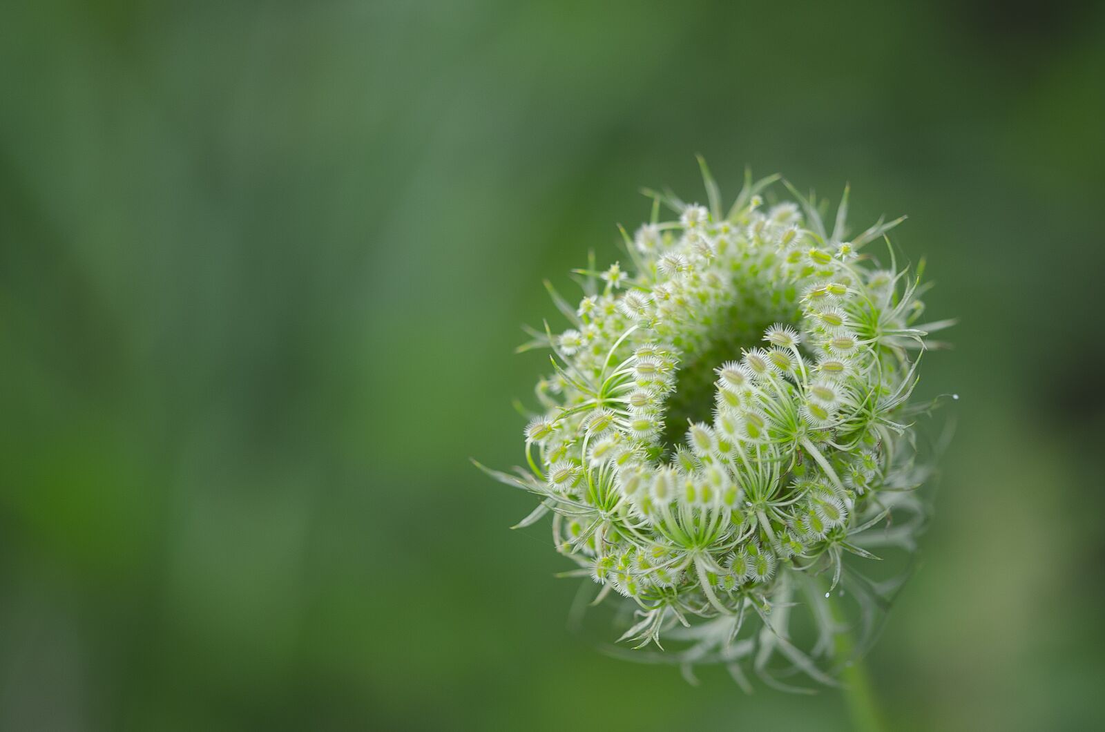Nikon D7000 sample photo. Flower, nature, detail photography