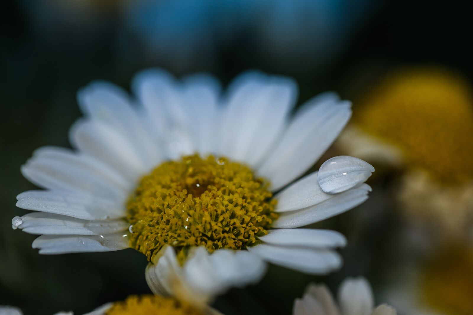 Canon EOS R sample photo. Daisy, water drop, white photography