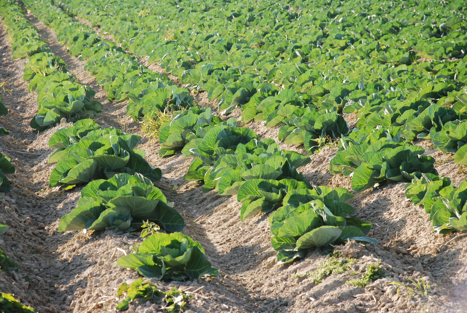 Nikon D80 sample photo. Cabbage, field, rows photography