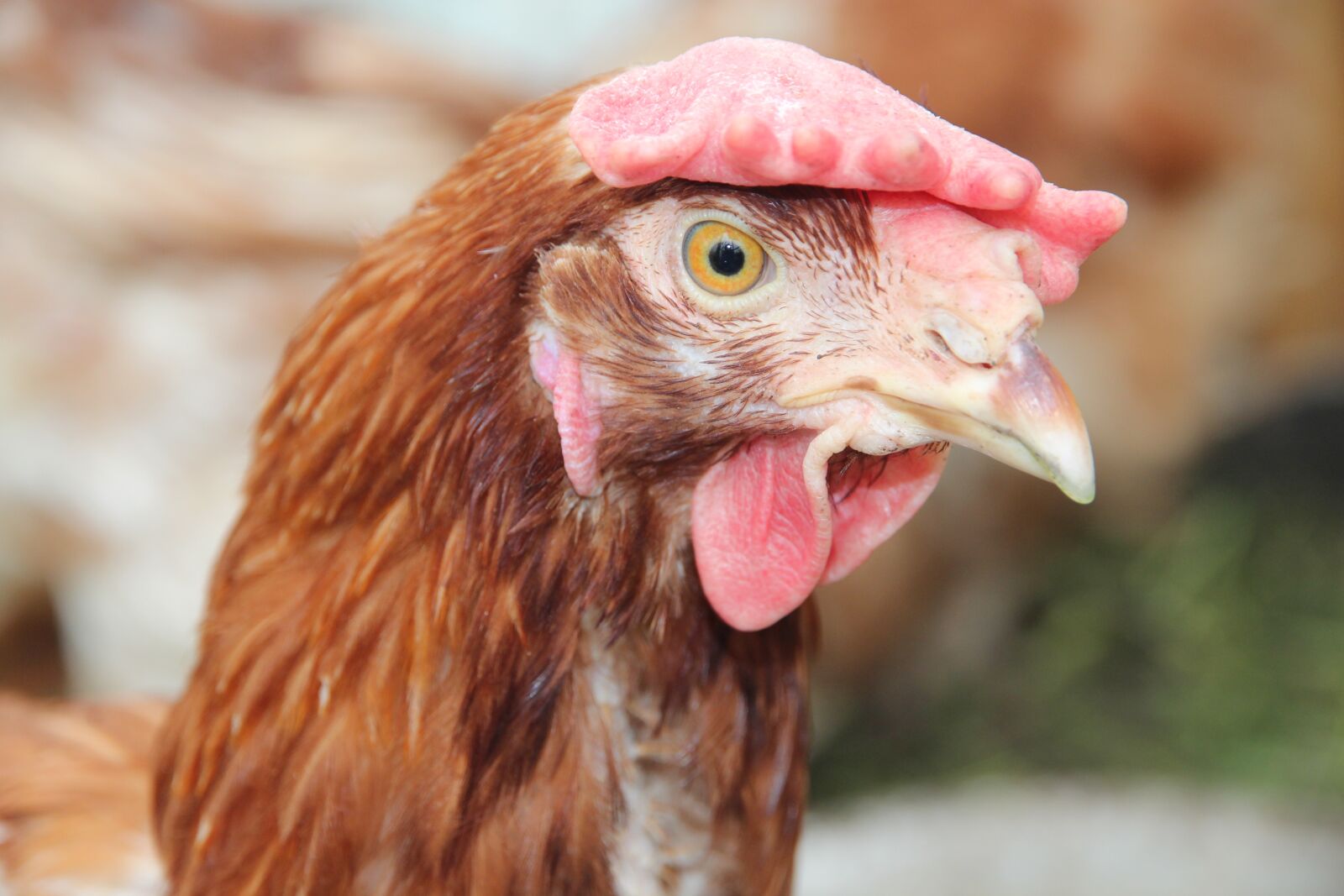 Canon EOS 650D (EOS Rebel T4i / EOS Kiss X6i) sample photo. Brown chicken, chicken, home photography