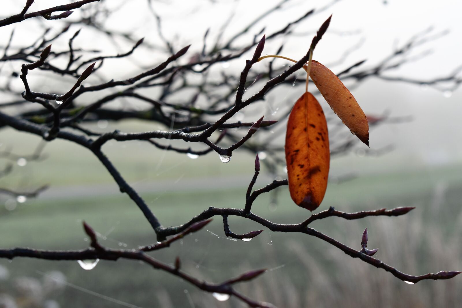 Nikon D5500 sample photo. Drop of water, dew photography