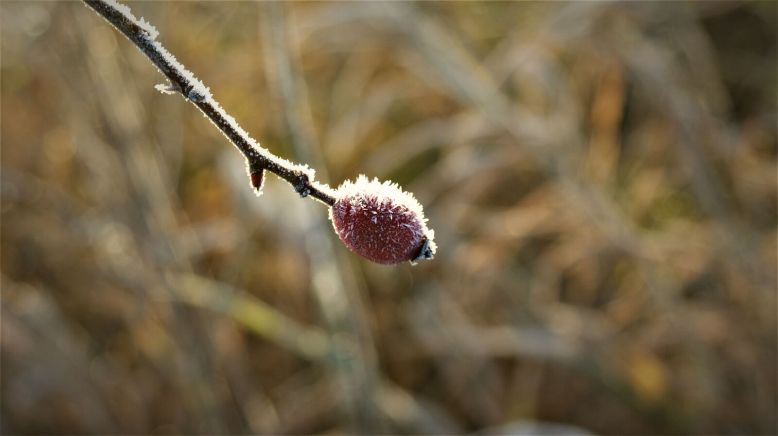 Sony Alpha DSLR-A350 sample photo. Berry, sprig, sunlight photography
