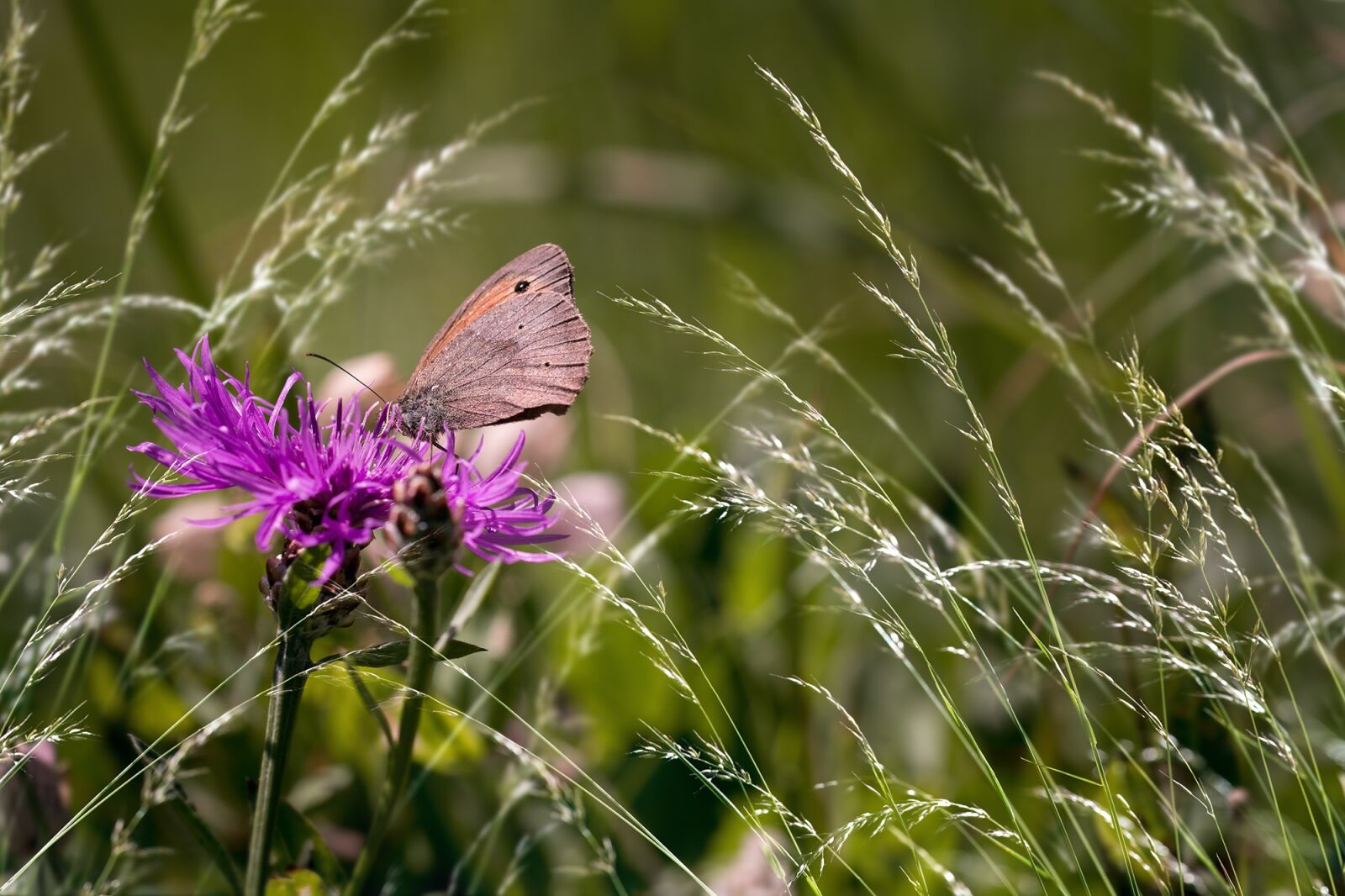 Nikon D7100 sample photo. Wigs knapweed, butterfly, meadow photography