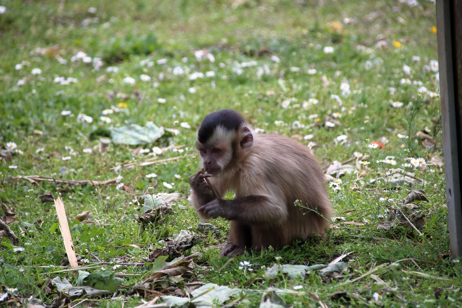 Canon EOS 750D (EOS Rebel T6i / EOS Kiss X8i) sample photo. Zoo, monkey, food photography