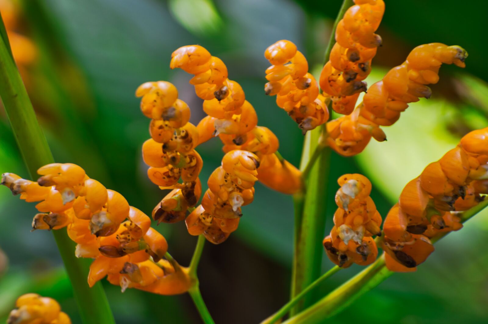 Nikon D3200 sample photo. Cartago, costa rica, flower photography