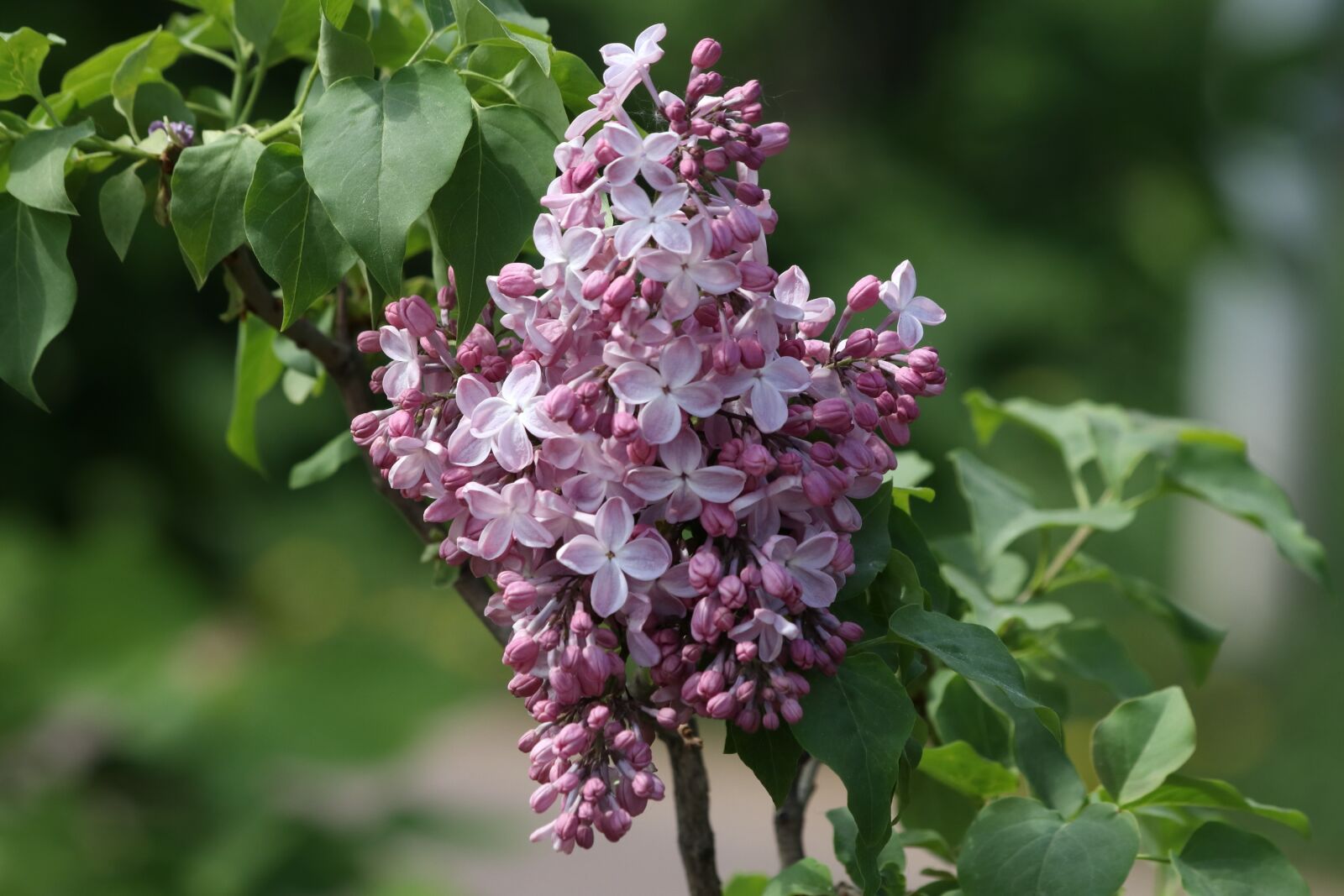 Canon EOS 77D (EOS 9000D / EOS 770D) + Canon EF 70-300mm F4-5.6 IS USM sample photo. Lilac, spring, summer photography