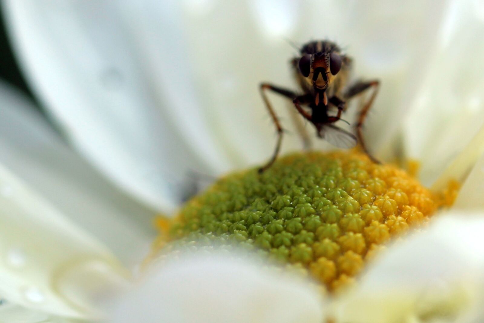 Canon EF-S 60mm F2.8 Macro USM sample photo. Insect, nature, close up photography