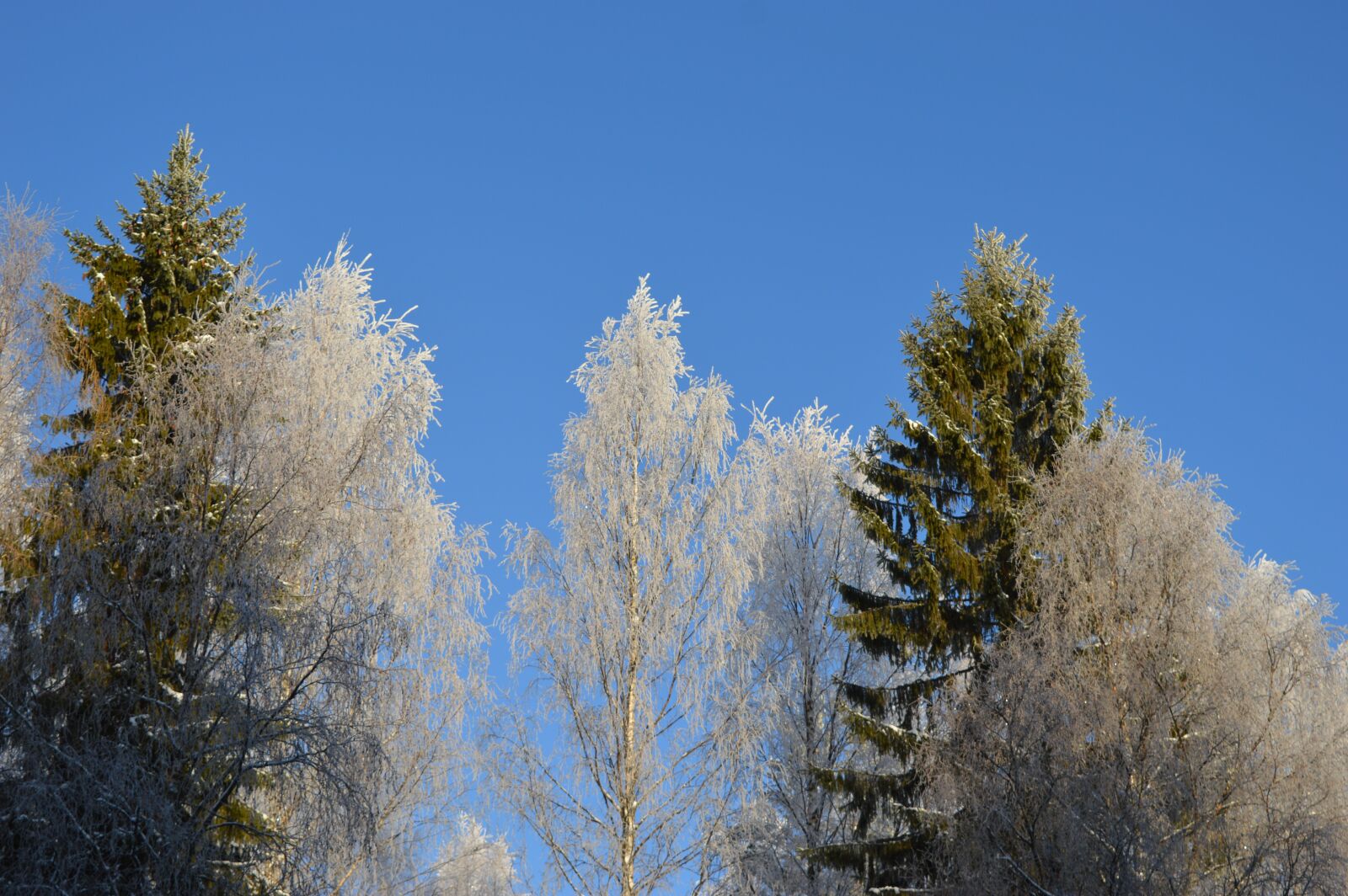 Nikon D3200 sample photo. Trees, sky, winter photography