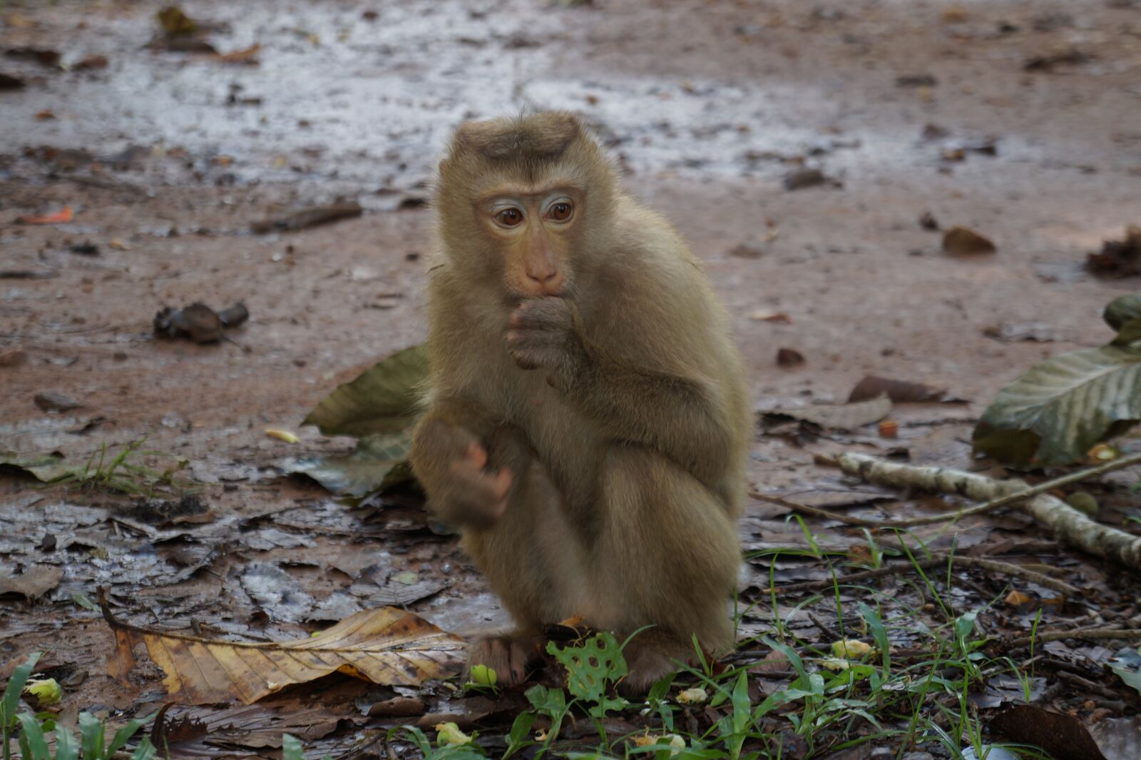 Sony Alpha a3000 + Sony E 18-55mm F3.5-5.6 OSS sample photo. Mono, monkeys, chimpanzee photography