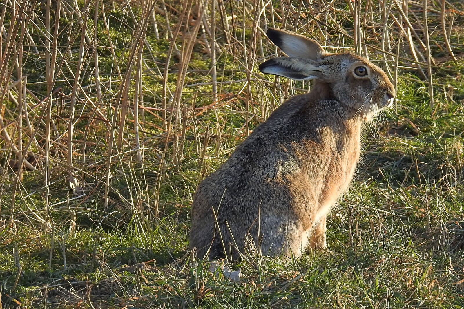 Nikon Coolpix P900 sample photo. Hare, long eared, animal photography