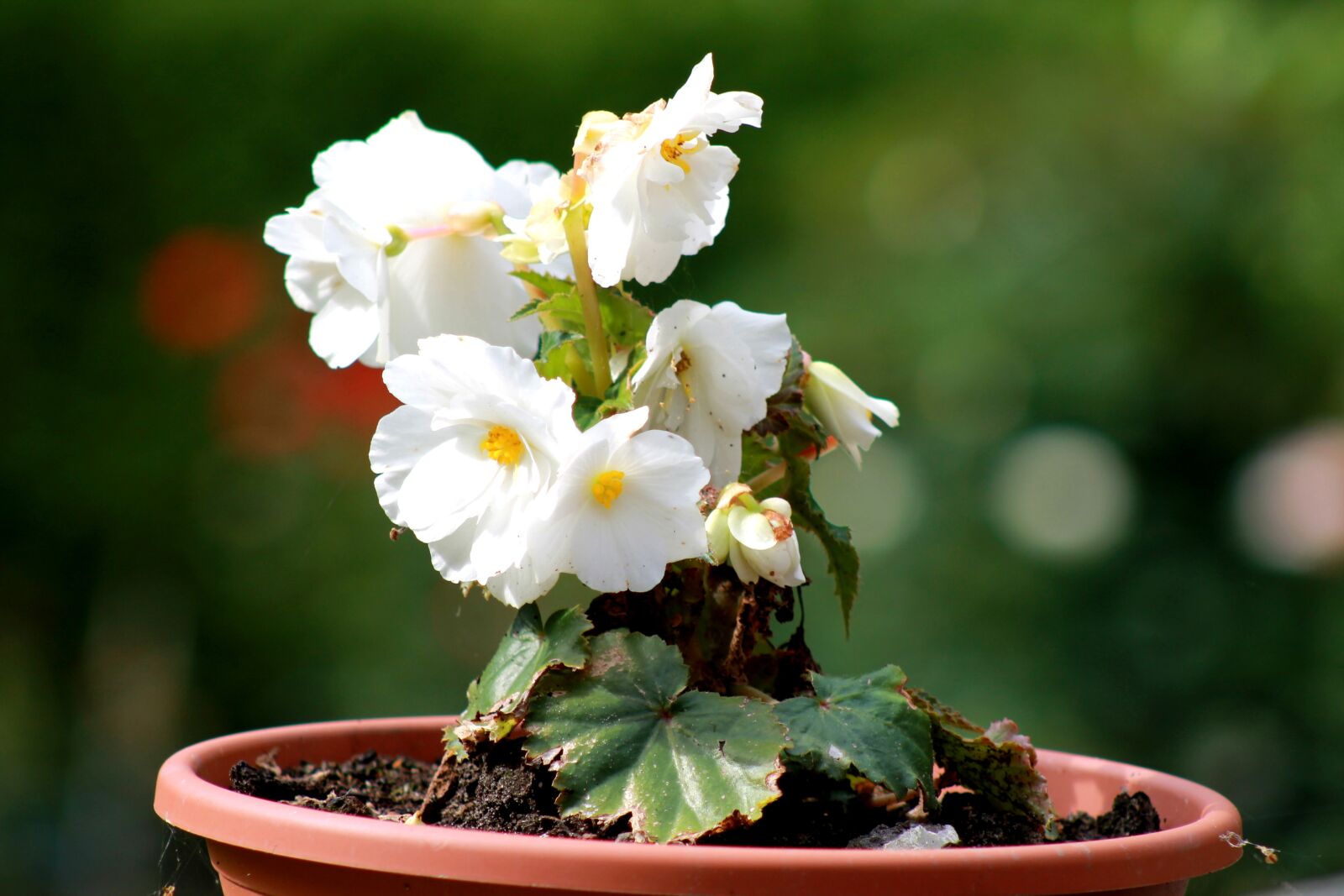 Canon EOS 1100D (EOS Rebel T3 / EOS Kiss X50) sample photo. Flower, white, plant photography