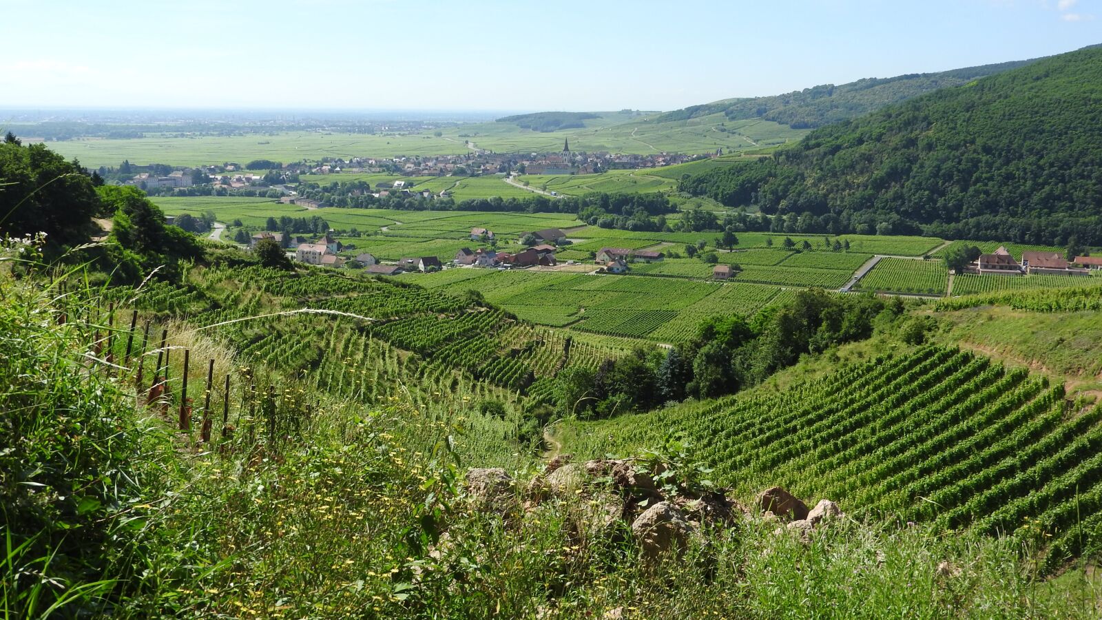 Nikon Coolpix P610 sample photo. Vineyard, france, alsace photography
