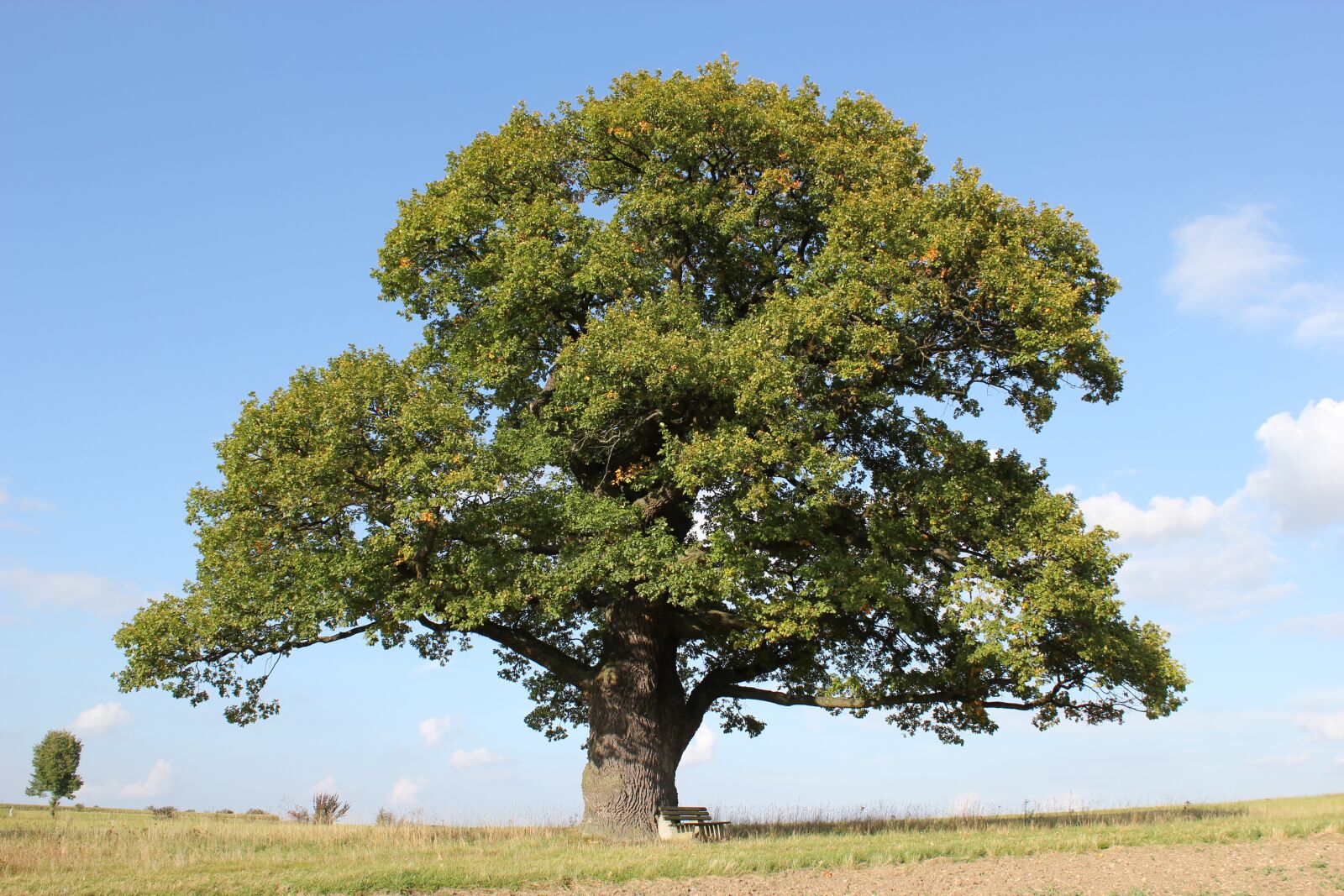 Canon EOS 550D (EOS Rebel T2i / EOS Kiss X4) sample photo. Court oak, oak, tree photography