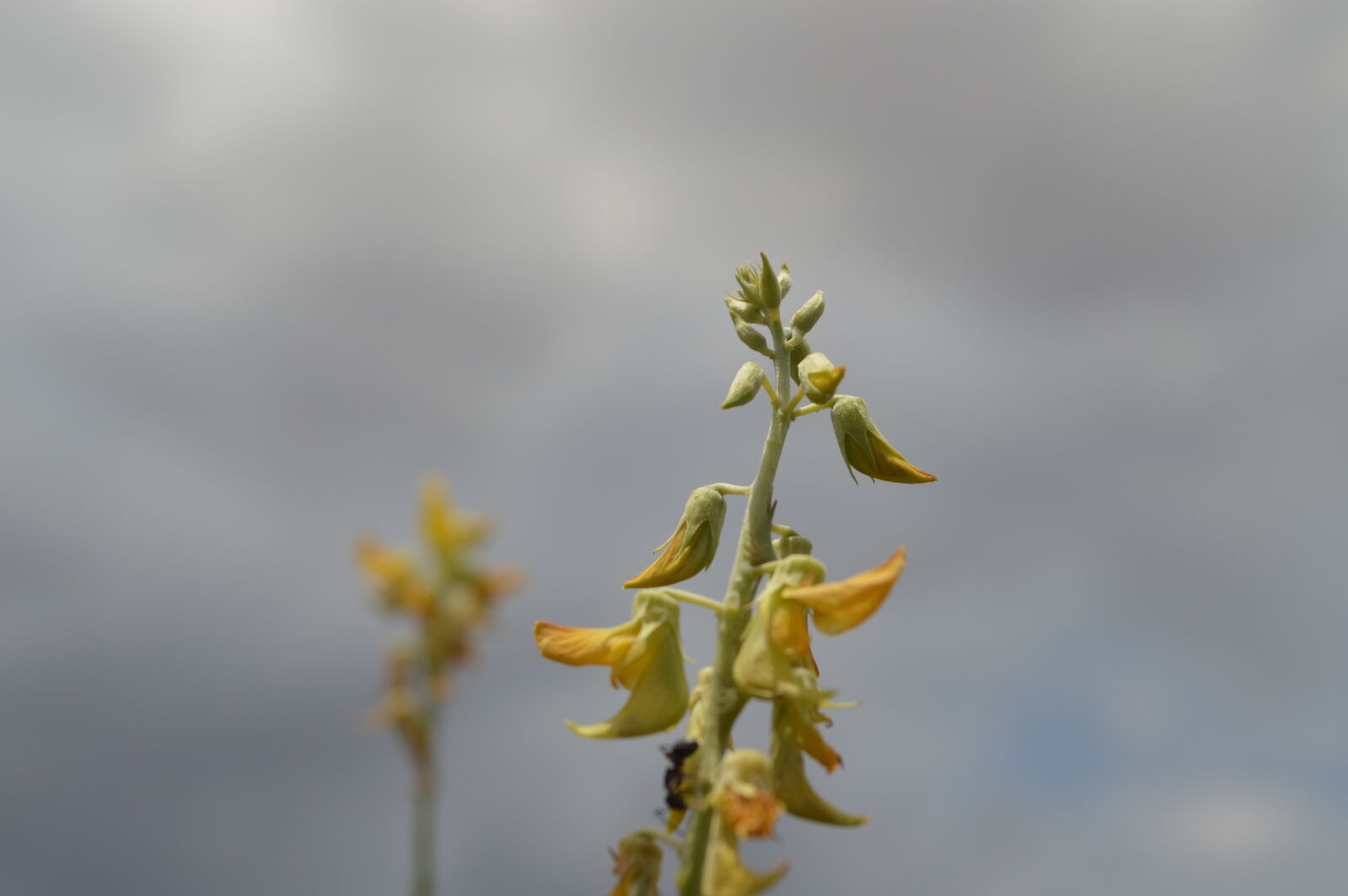 Nikon D3200 sample photo. Aunt photography