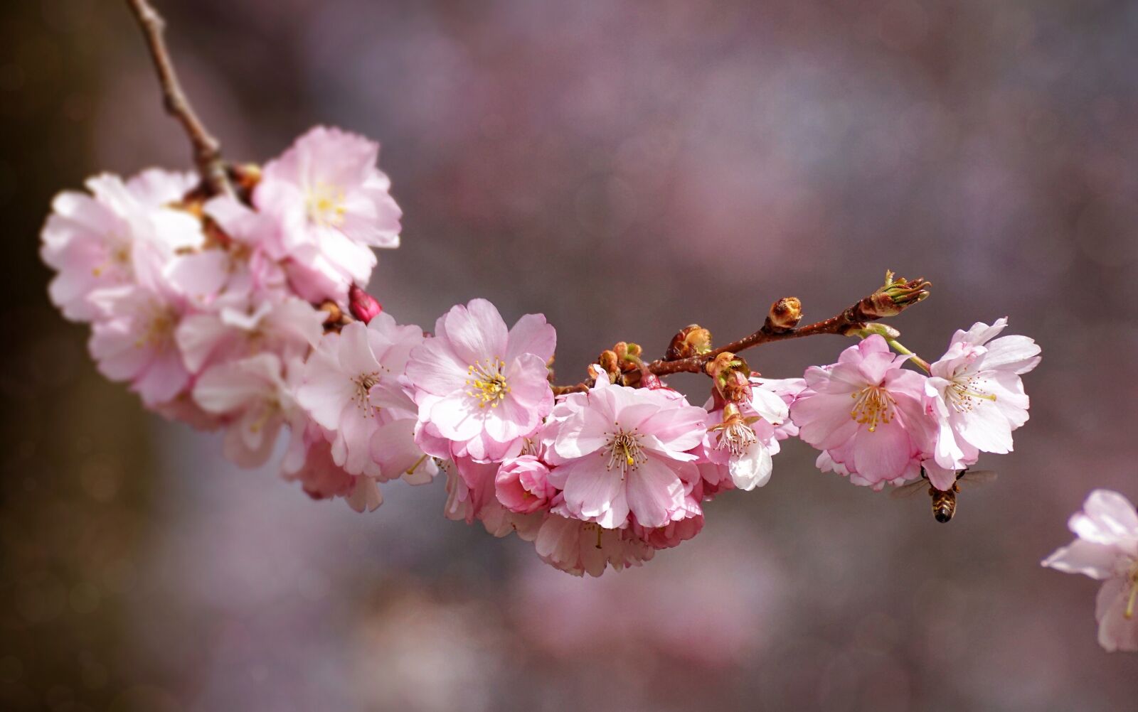Sony DT 55-300mm F4.5-5.6 SAM sample photo. Cherry blossom, flower, plant photography