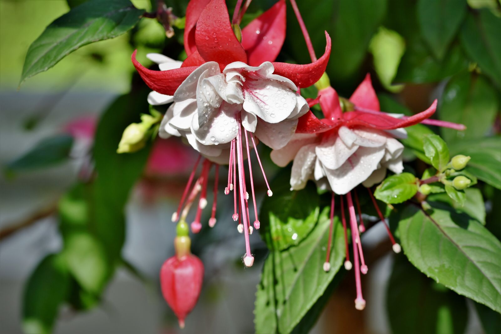 Nikon D7200 sample photo. Fuchsia, crocosmia, schwertliliengewaechs photography