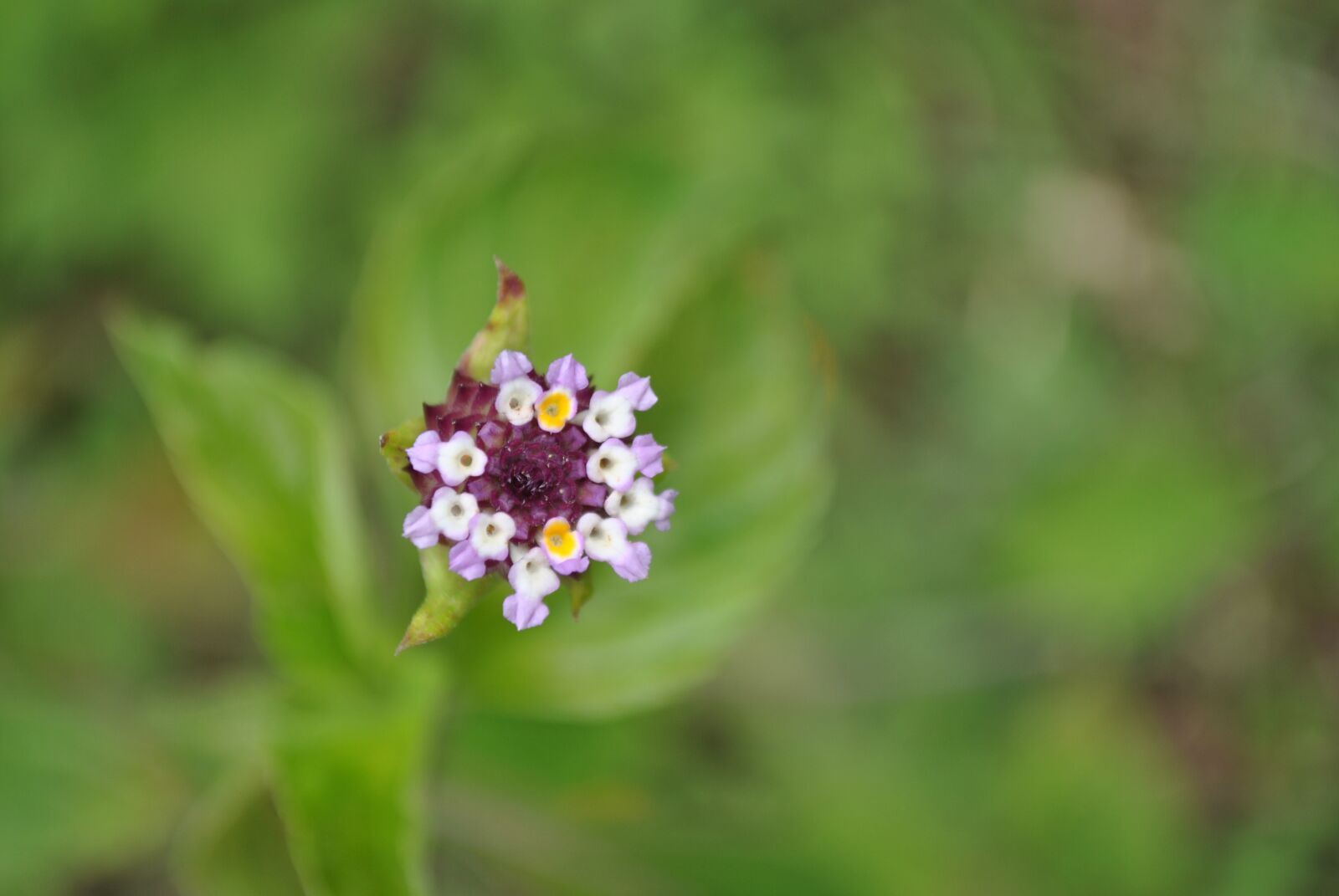Nikon D3000 sample photo. Purple flower, texture, background photography