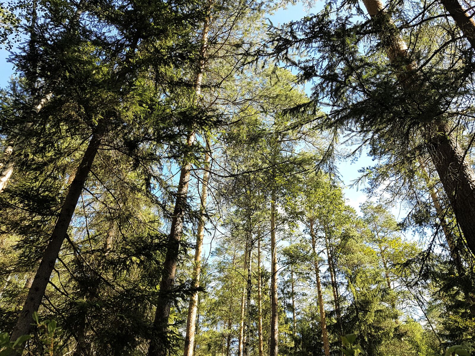 Samsung SM-G930F sample photo. Forest, pine, sky photography