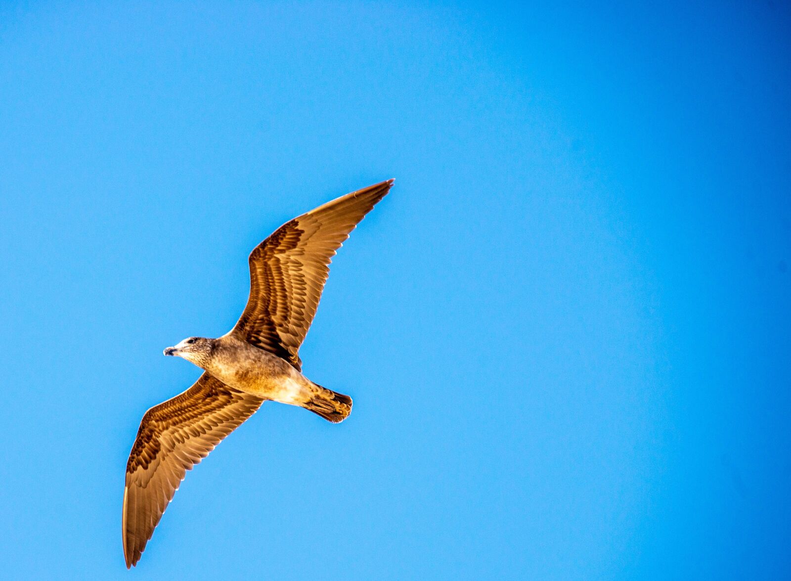 Tamron 28-300mm F3.5-6.3 Di VC PZD sample photo. Seagull, bird, sky photography