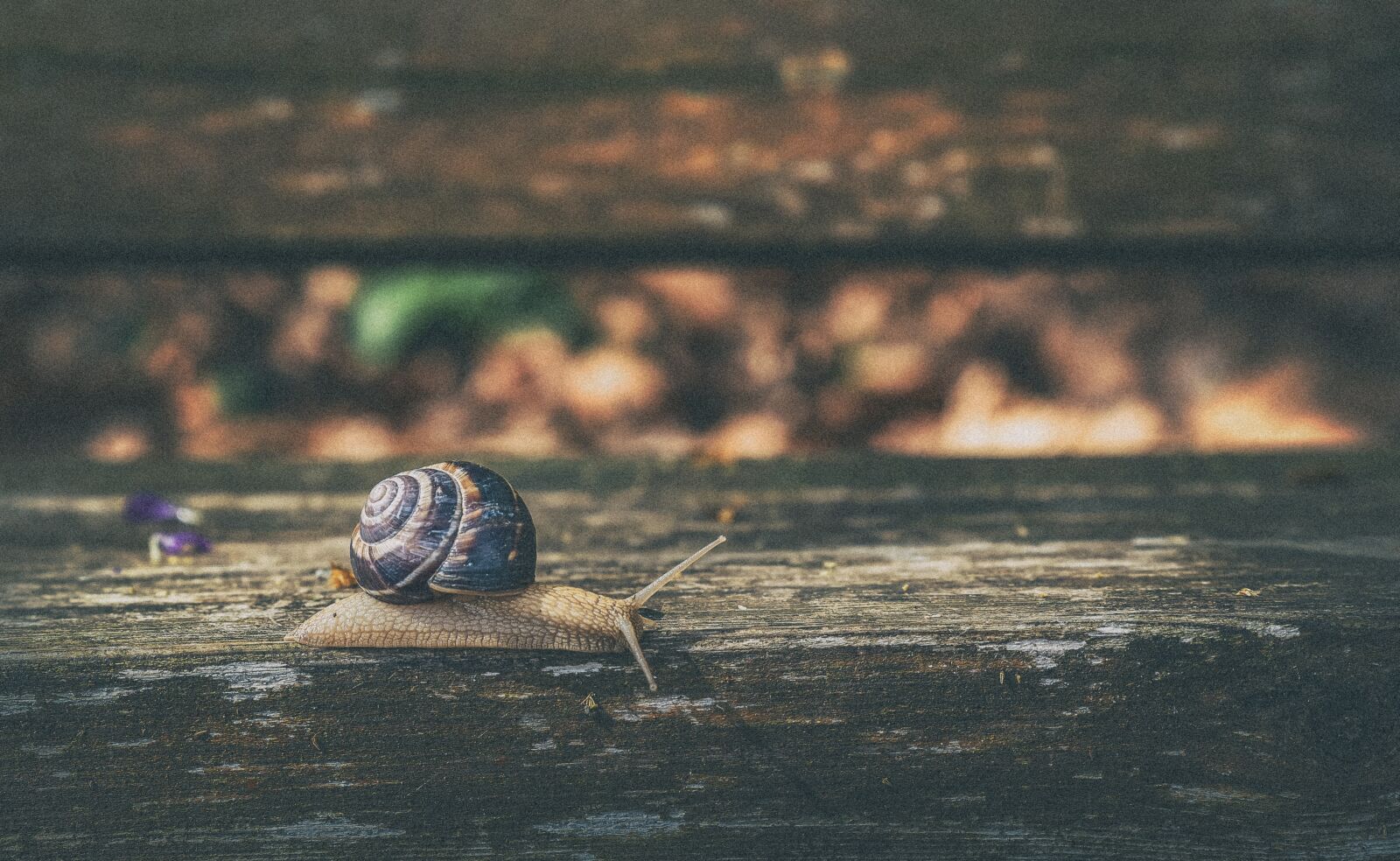 Tamron SP 24-70mm F2.8 Di VC USD sample photo. Snail, nature, shell photography