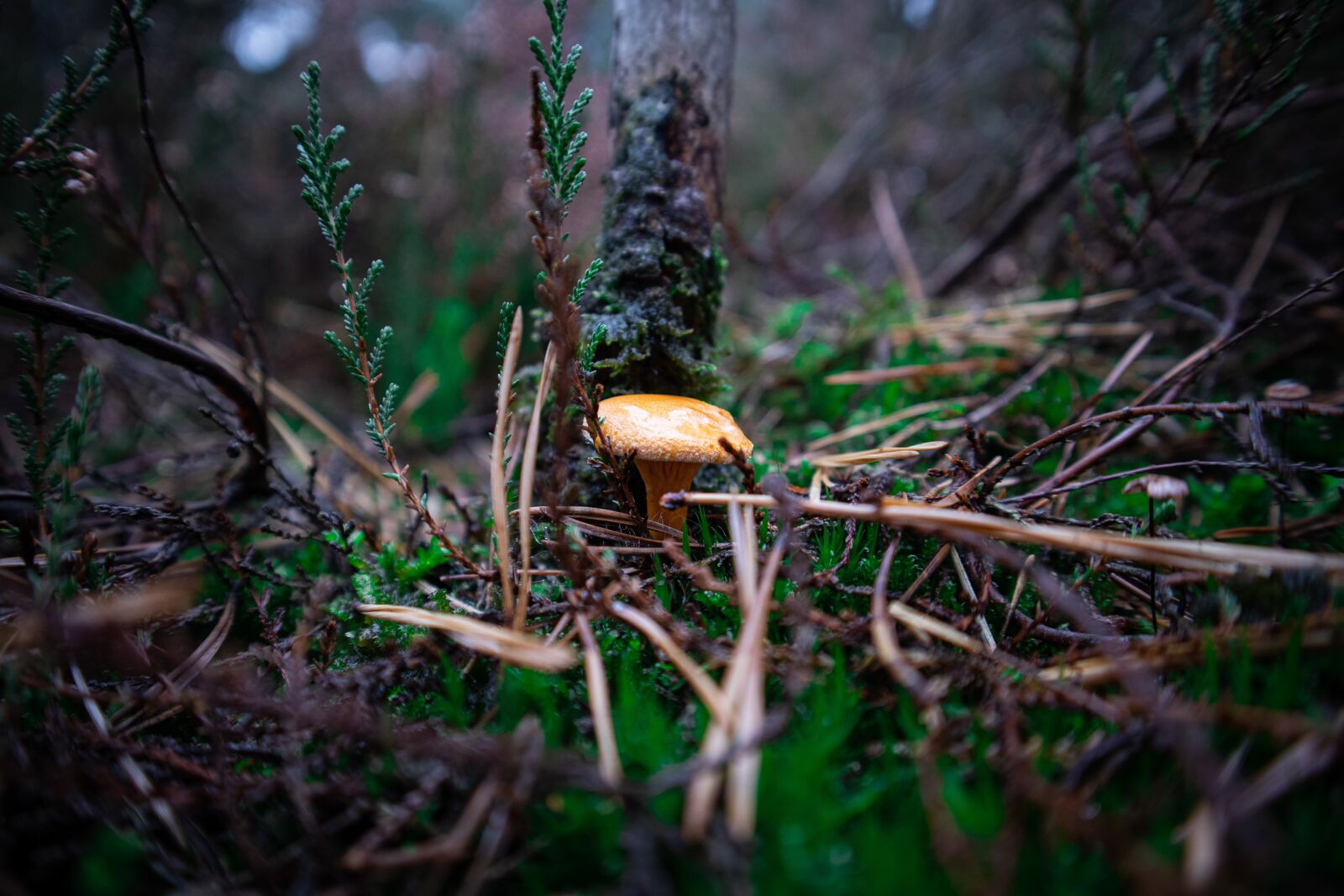 Canon EOS M100 sample photo. Mushrooms, mushroom, autumn photography