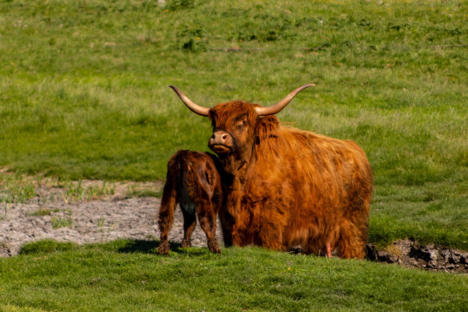 Canon EOS 750D (EOS Rebel T6i / EOS Kiss X8i) + Canon TS-E 90mm F2.8 Tilt-Shift sample photo. Highland cattle, calf, grass photography