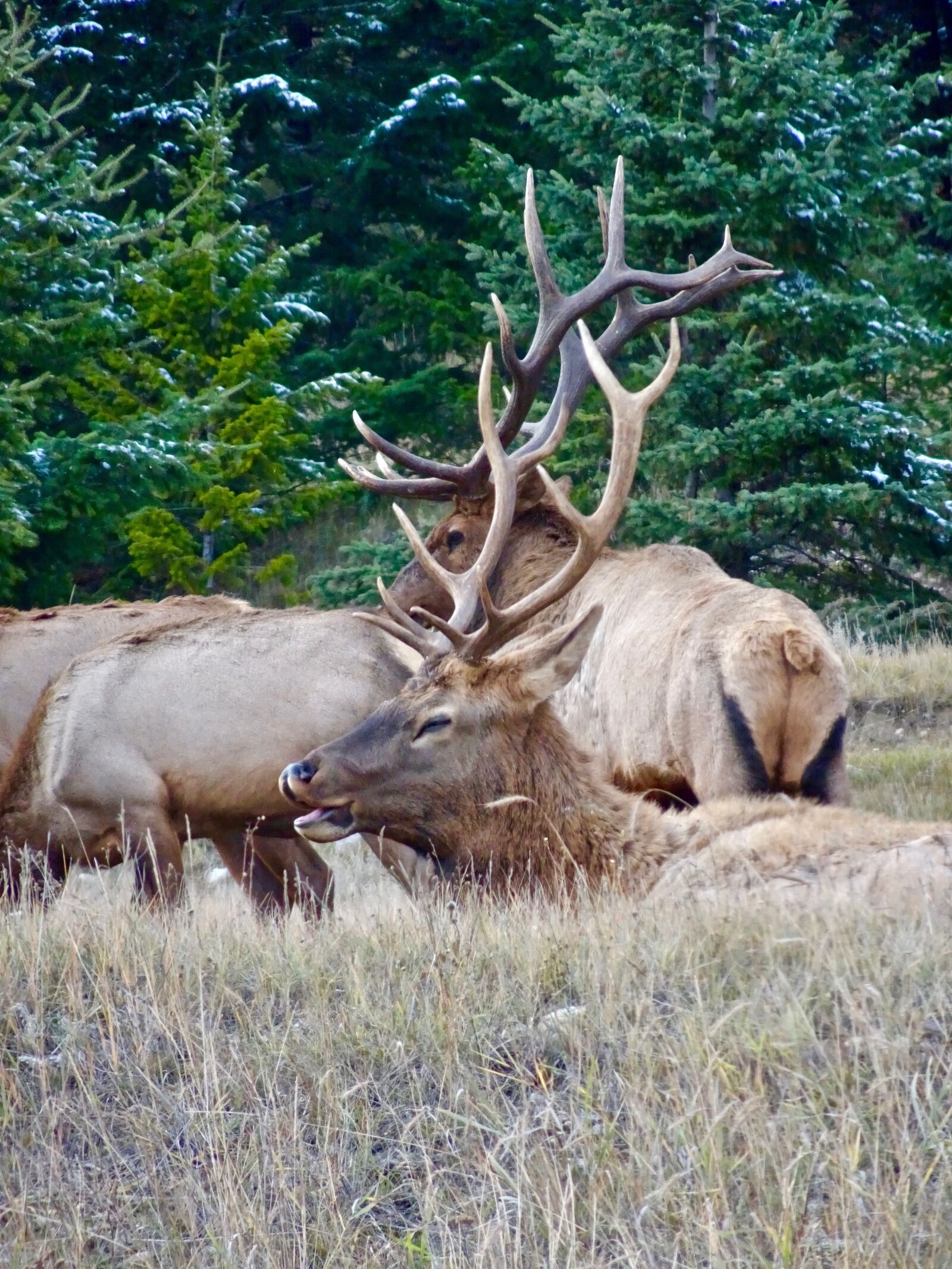 Sony Cyber-shot DSC-HX90V sample photo. Stag, elk, resting photography