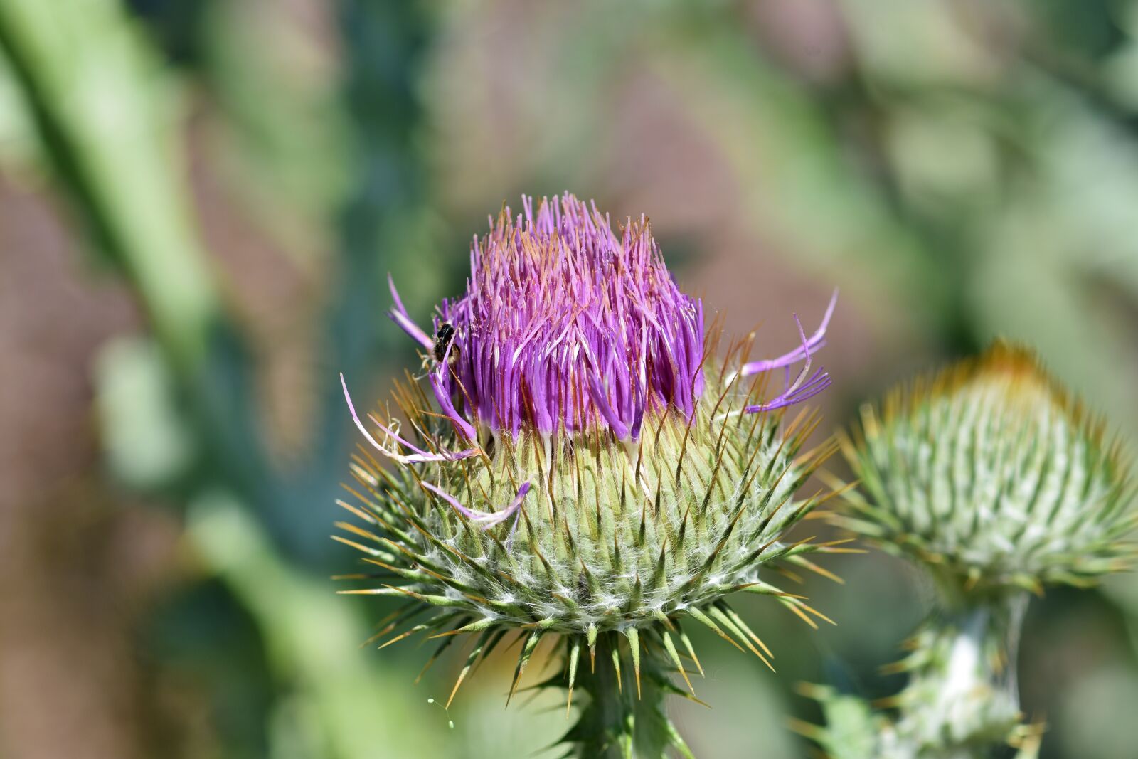 Nikon D7200 sample photo. Thistle, donkey thistle, ordinary photography
