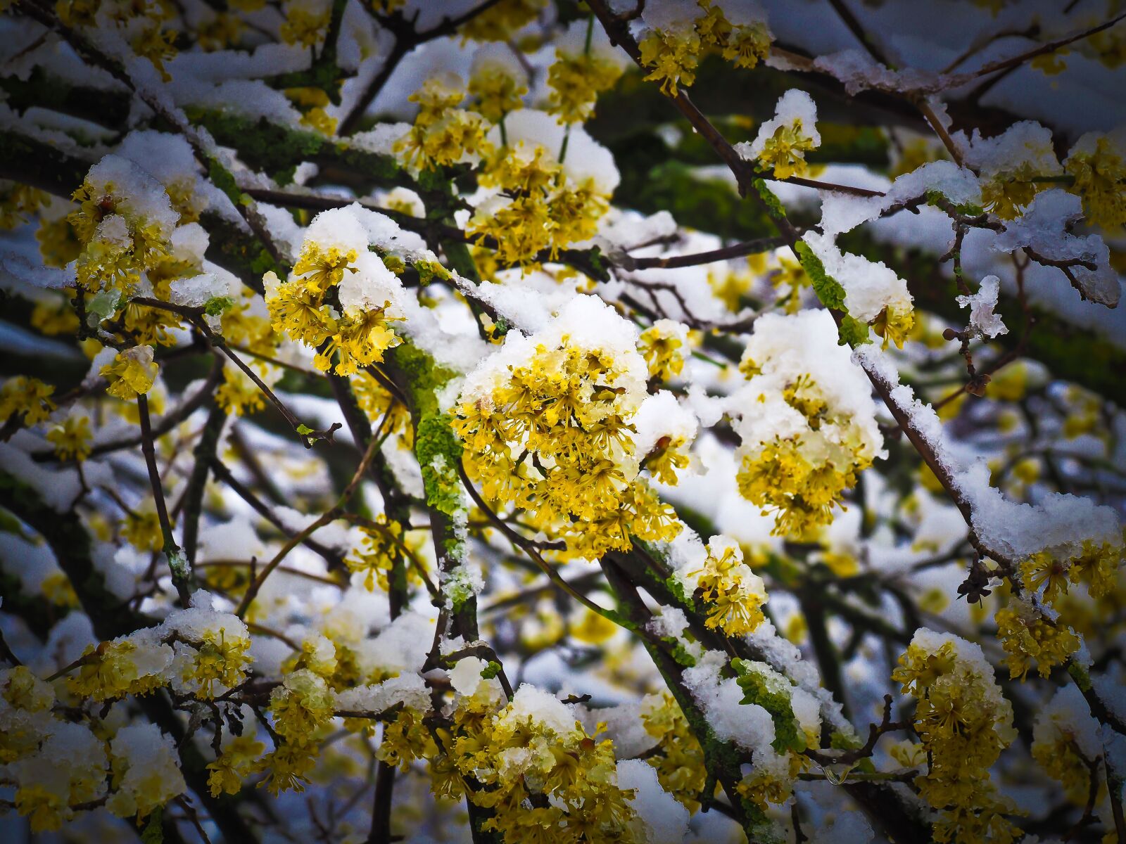 Olympus OM-D E-M10 sample photo. Snow, flower, winter photography