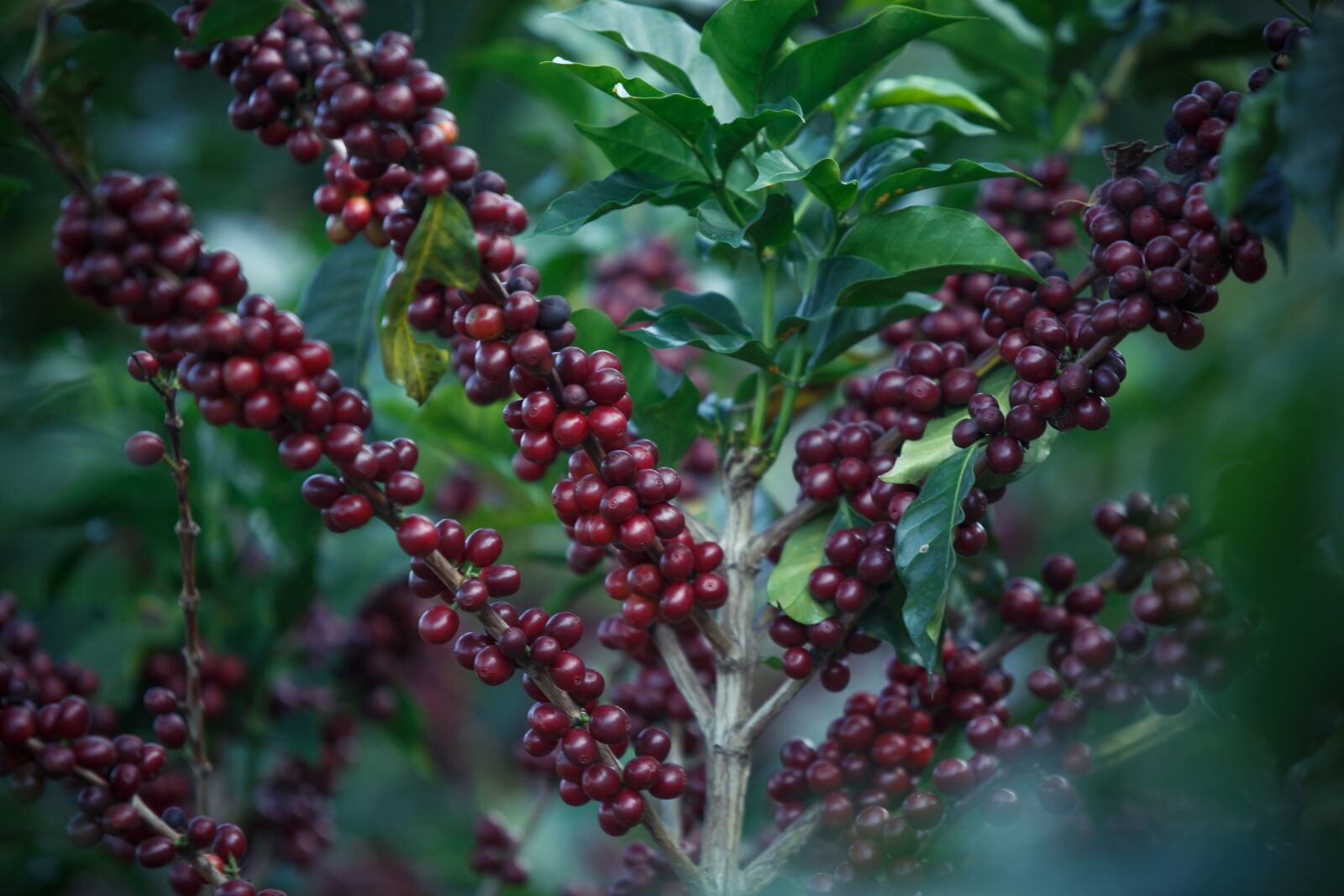 Canon EF 70-200mm F2.8L USM sample photo. Coffee, coffe, coffee beans photography