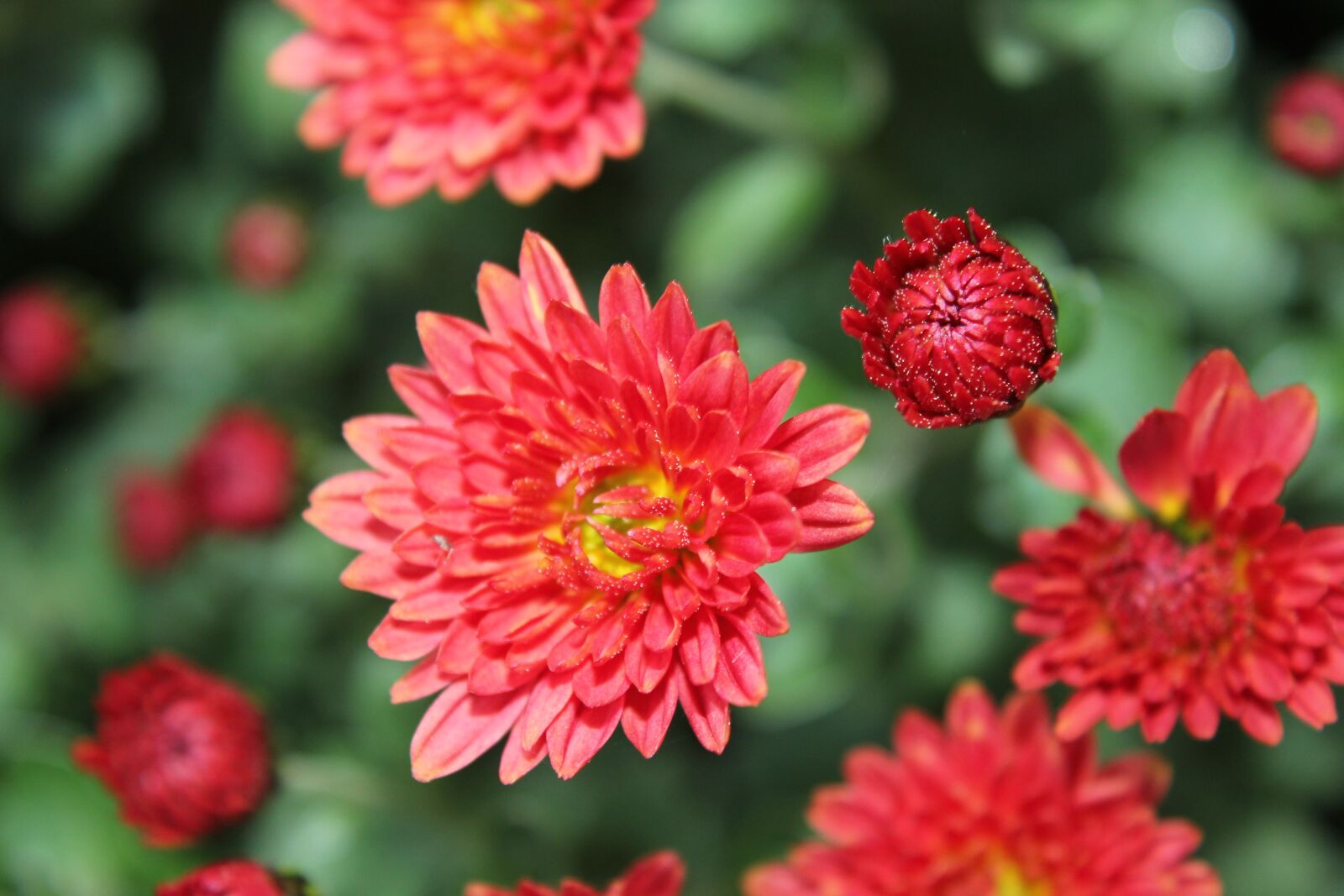 Canon EOS 550D (EOS Rebel T2i / EOS Kiss X4) sample photo. Red, flower, green photography