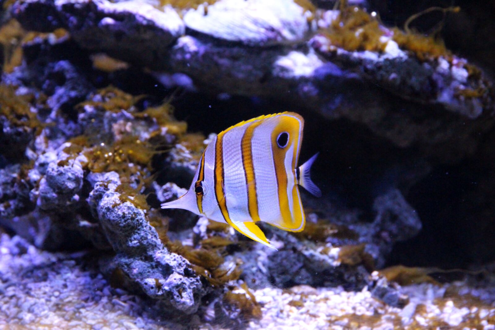 Canon EOS 650D (EOS Rebel T4i / EOS Kiss X6i) sample photo. Butterfly fish, chelmon rostratus photography