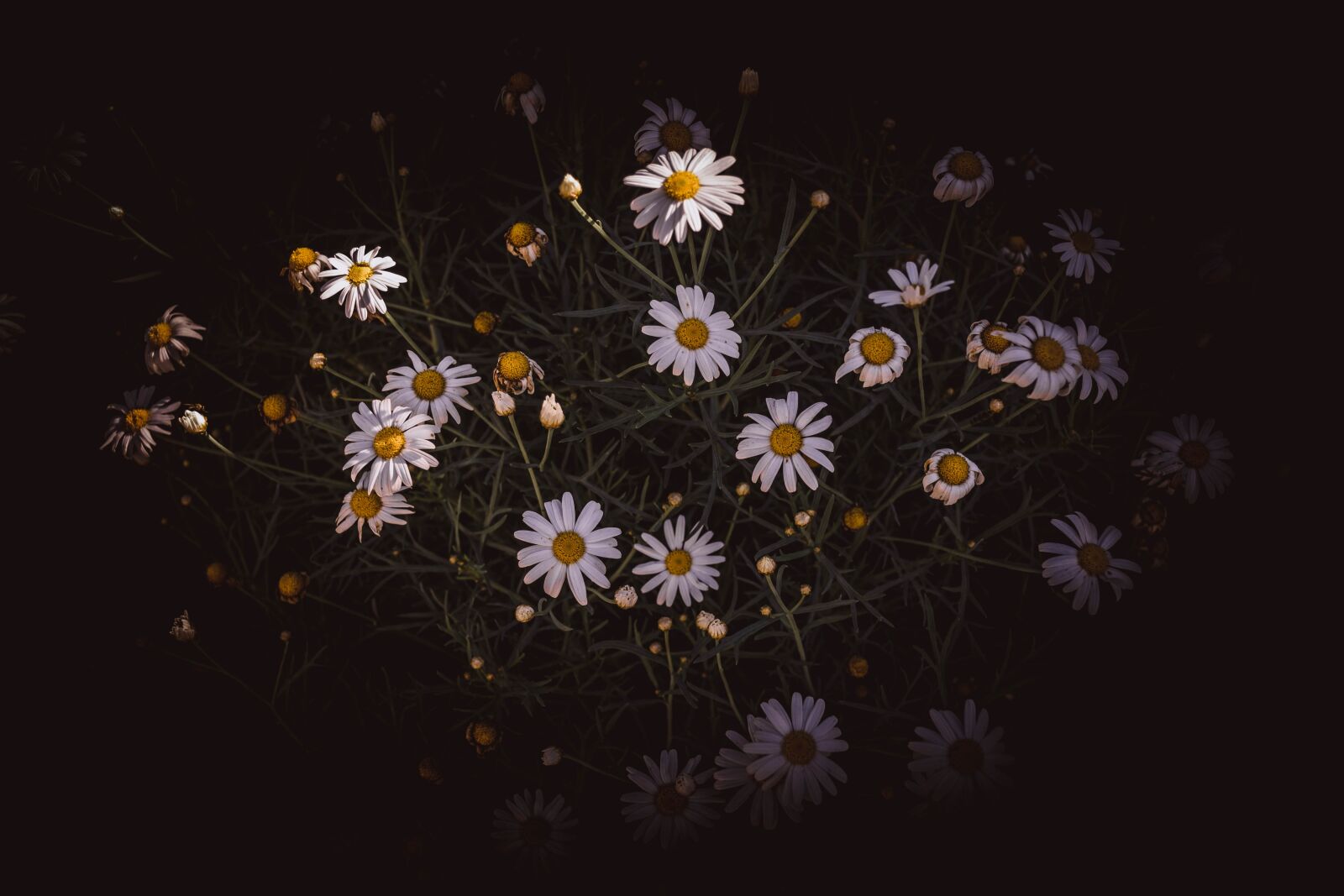 Nikon D7200 sample photo. Chamomiles, camomiles, flowers photography