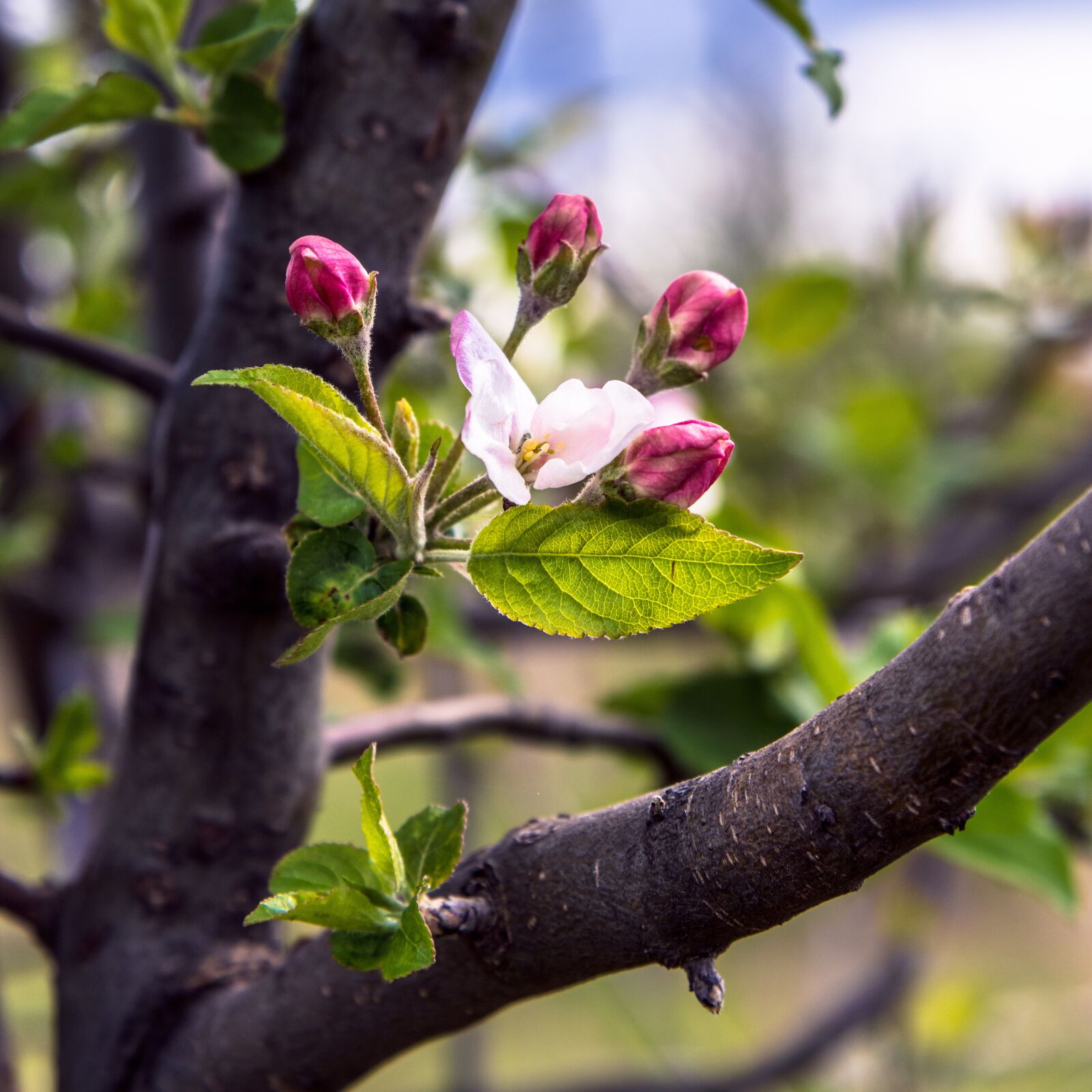 Nikon D850 sample photo. Tree, pink, spring photography