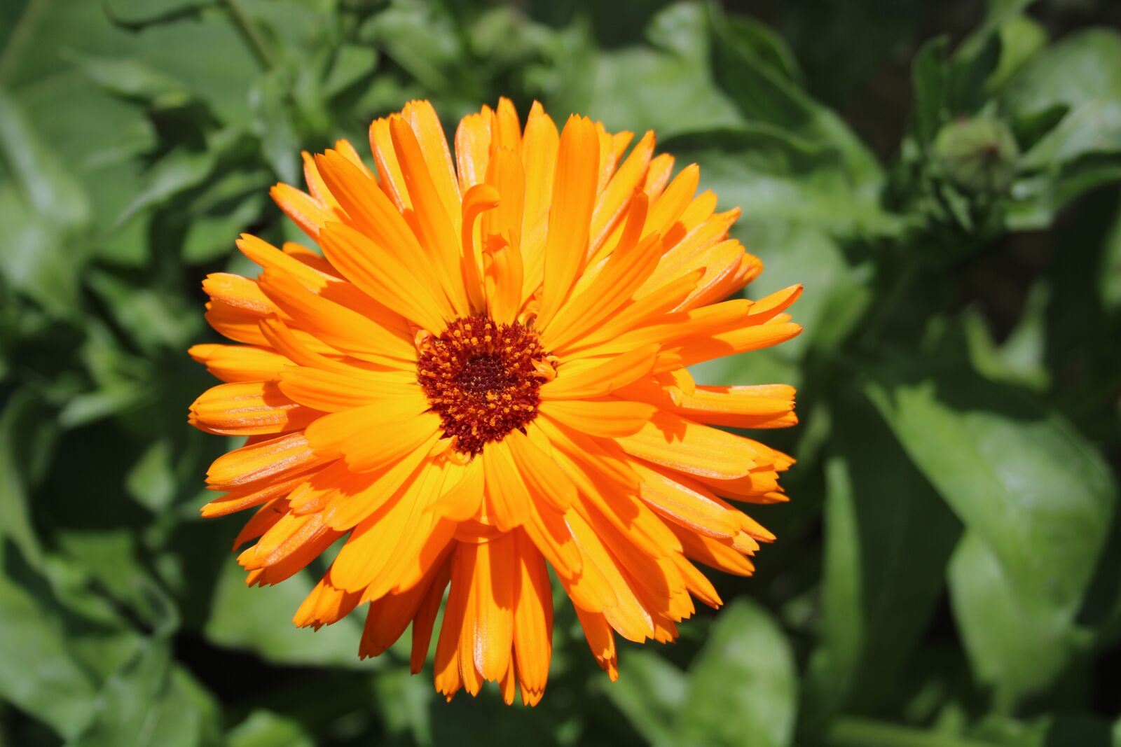 Canon EF-S 18-55mm F3.5-5.6 sample photo. Flower, petals, nature photography
