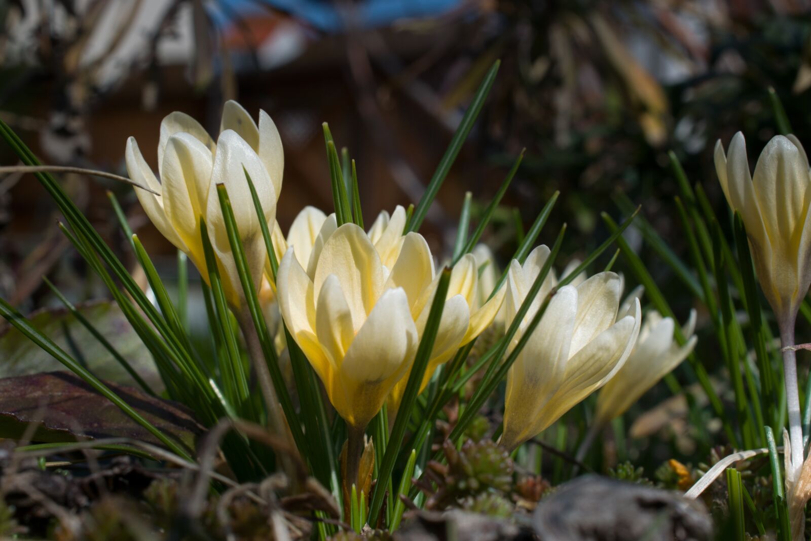 Nikon D5300 sample photo. Crocus, yellow, spring photography