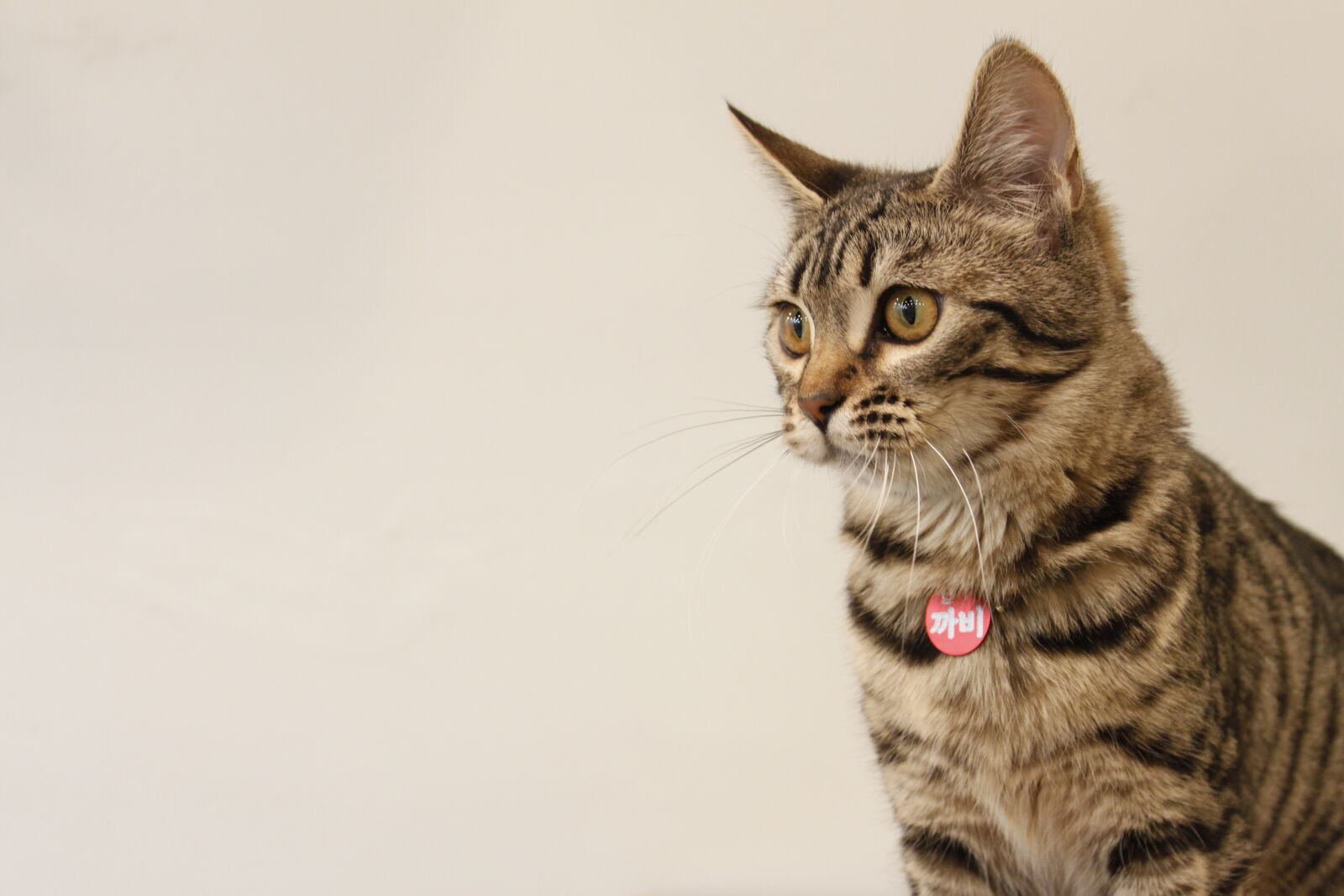 Canon EOS 500D (EOS Rebel T1i / EOS Kiss X3) sample photo. Bengal, cat, pets photography