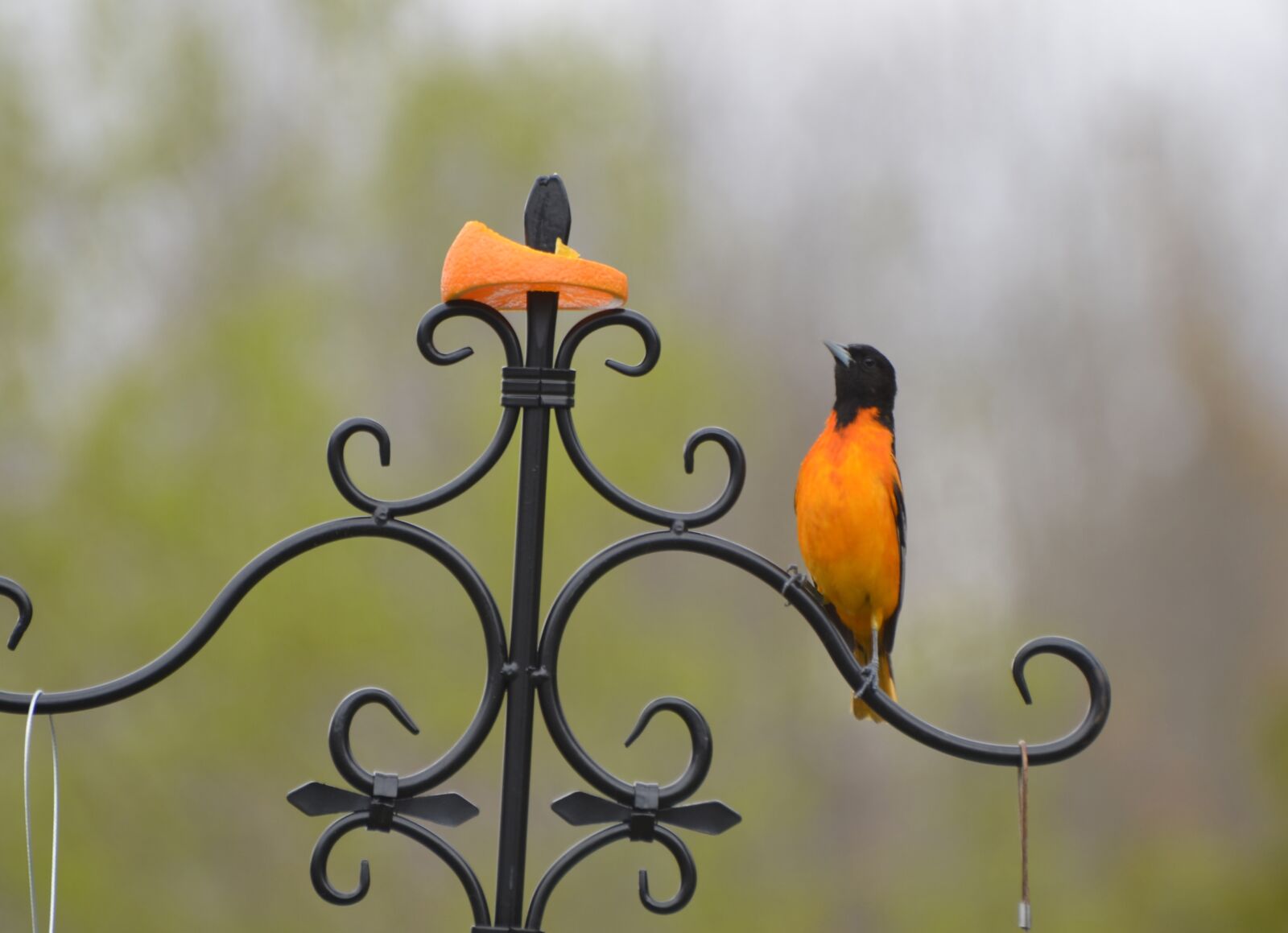 Nikon D7000 sample photo. Beautiful bird, beauty shows photography