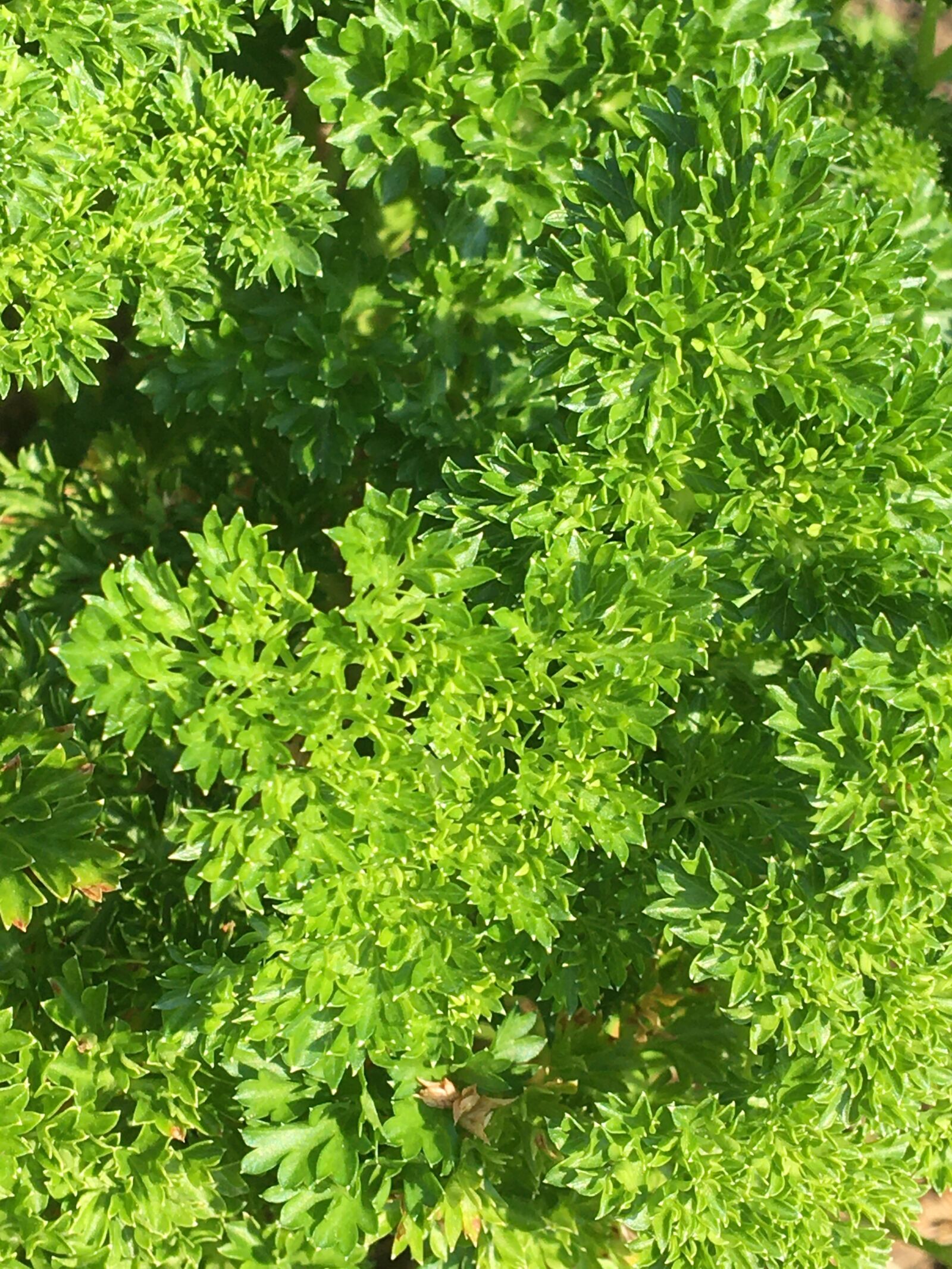 Apple iPhone 6s sample photo. Herbs, garden, nature photography
