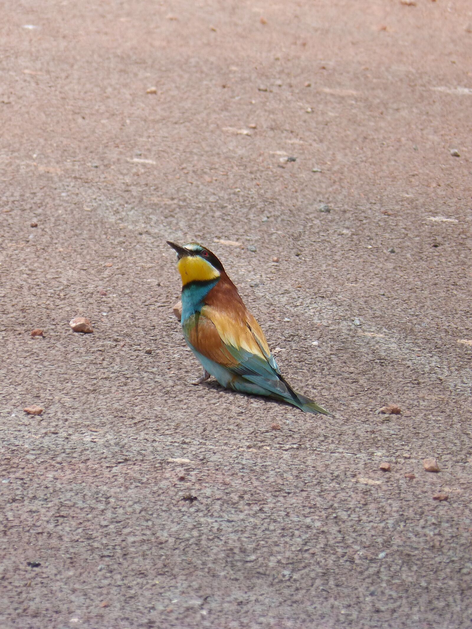 Panasonic DMC-FZ62 sample photo. Bee-eater, abellerol, lookout photography