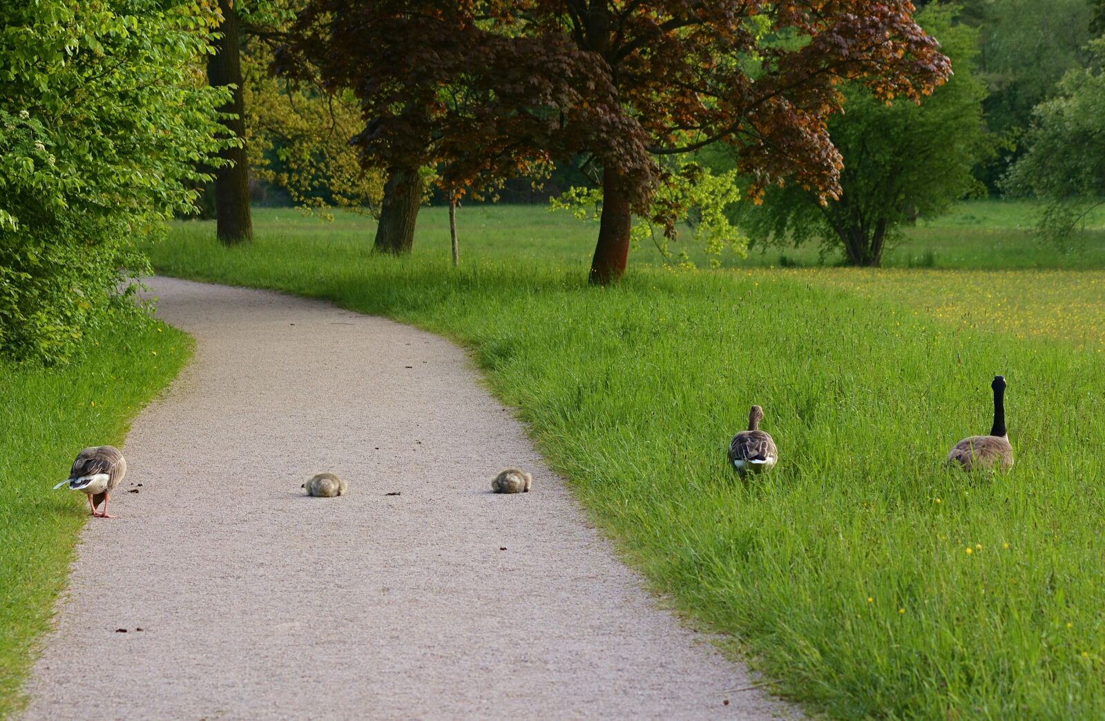 Nikon D5200 sample photo. Park, canada goose, grey photography