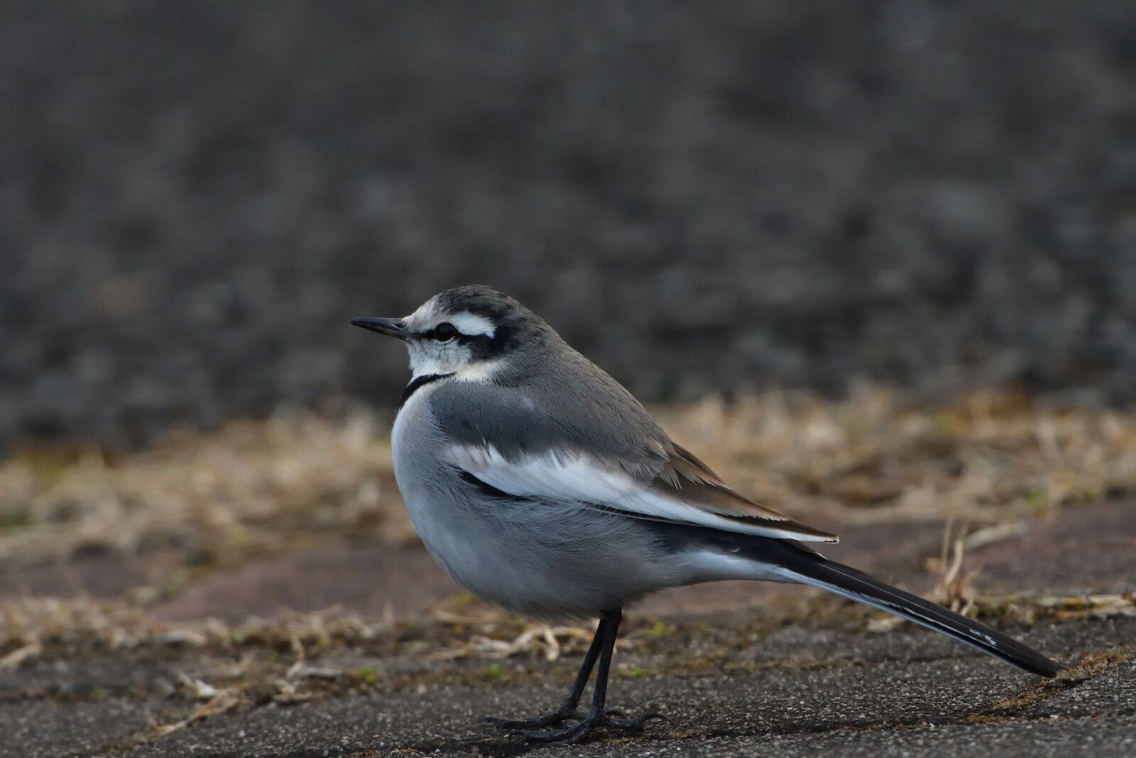 Nikon D500 sample photo. Bird, wild animals, natural photography