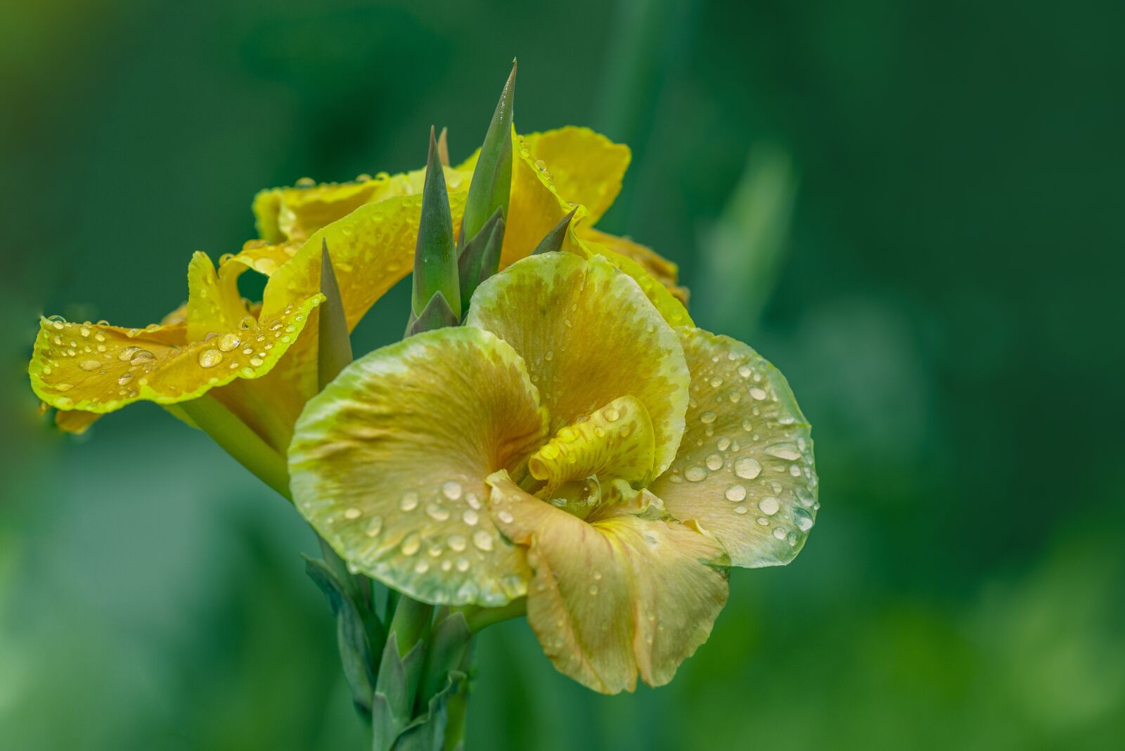 Nikon D600 sample photo. Flower, nature, spring photography