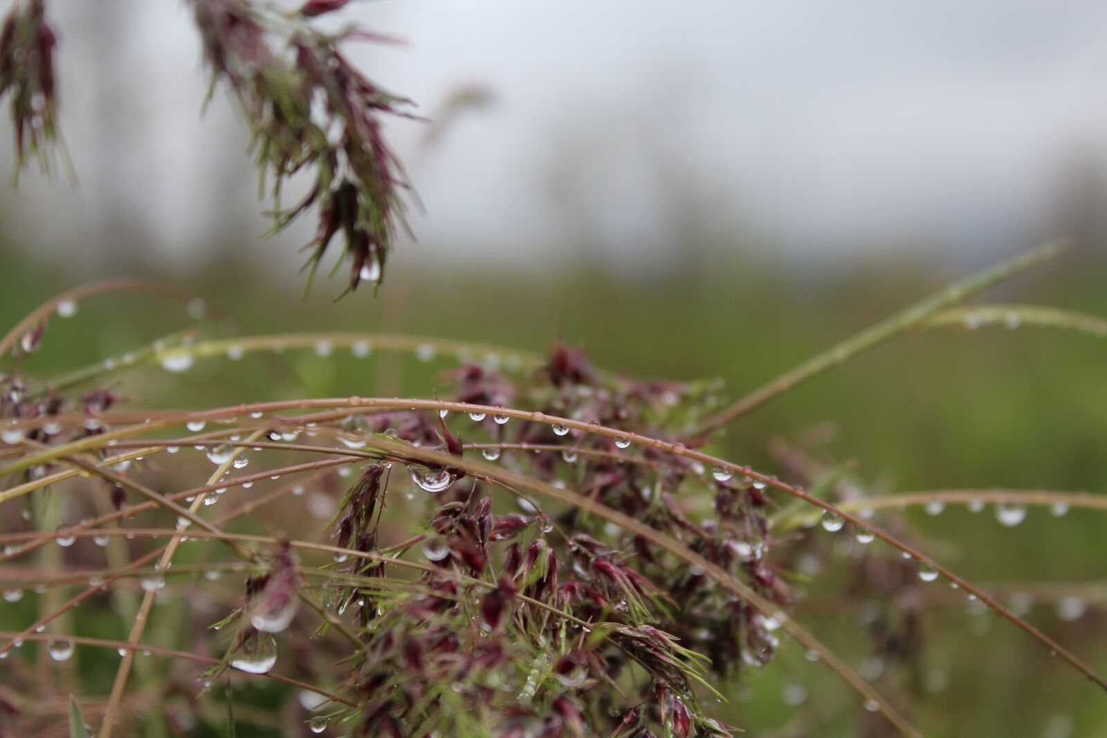 Canon EOS 1200D (EOS Rebel T5 / EOS Kiss X70 / EOS Hi) sample photo. Rain, drops of water photography