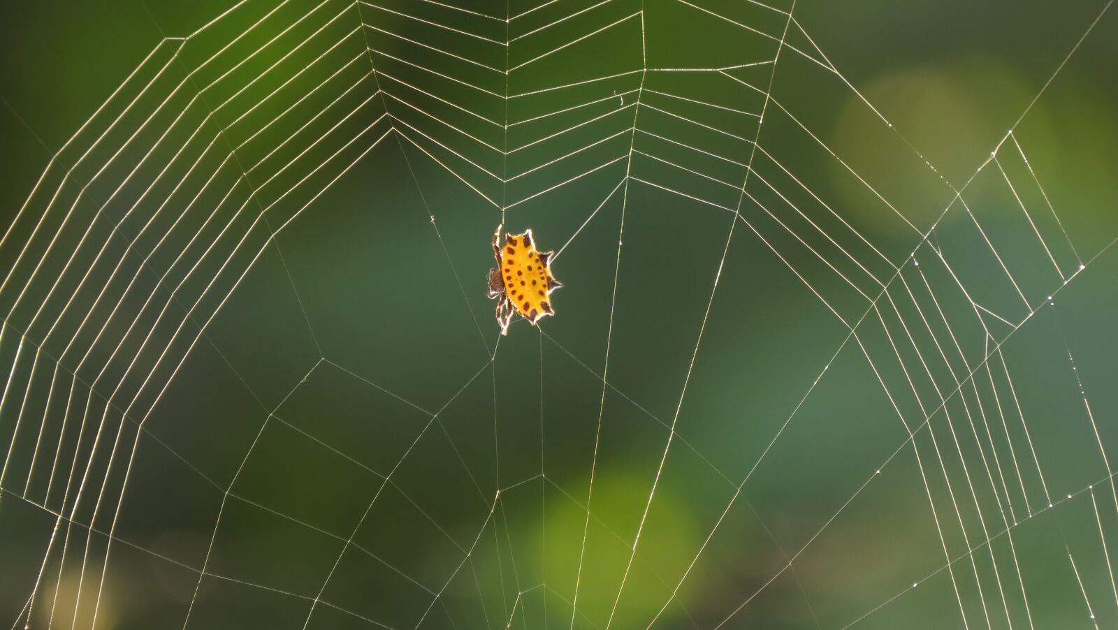 Canon PowerShot SX50 HS sample photo. Spider, web, arachnid photography