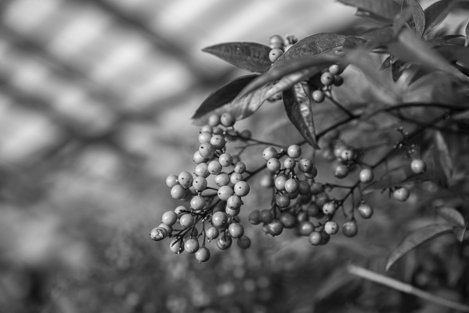 Canon 24-70mm F2.8 DG OS HSM | Art 017 sample photo. Black and white, plant photography