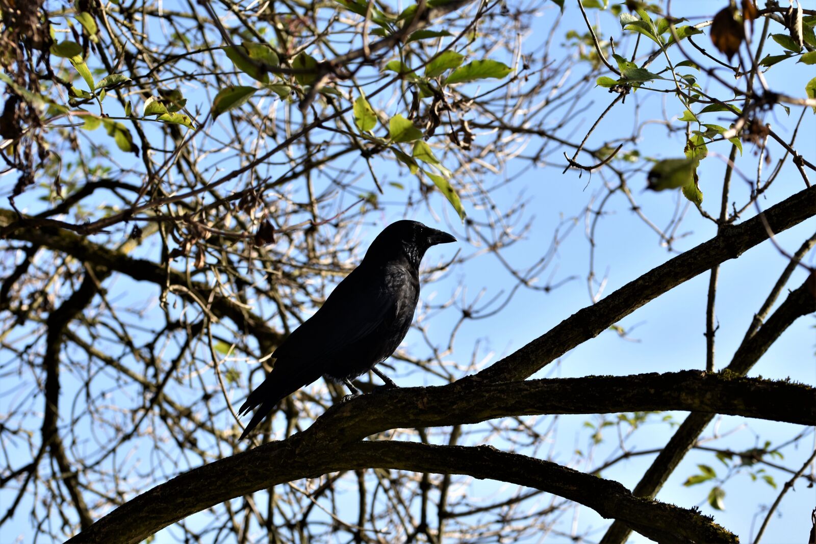 Nikon D7200 sample photo. Raven, crow, raven bird photography