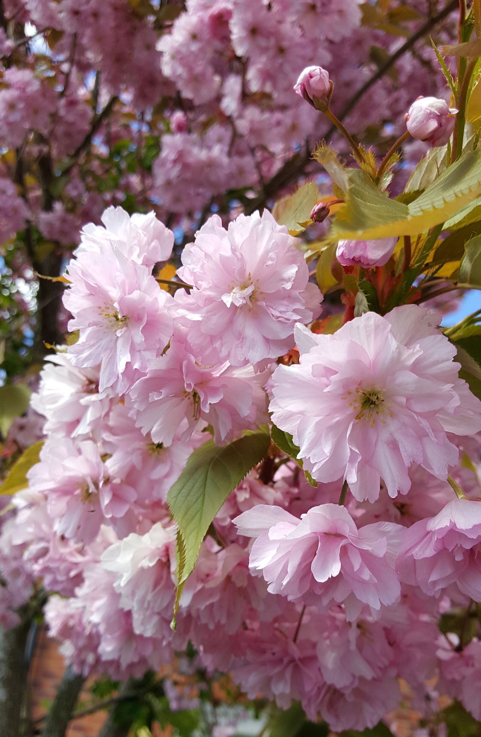 Samsung Galaxy S6 sample photo. Cherry blossom, pink cherry photography