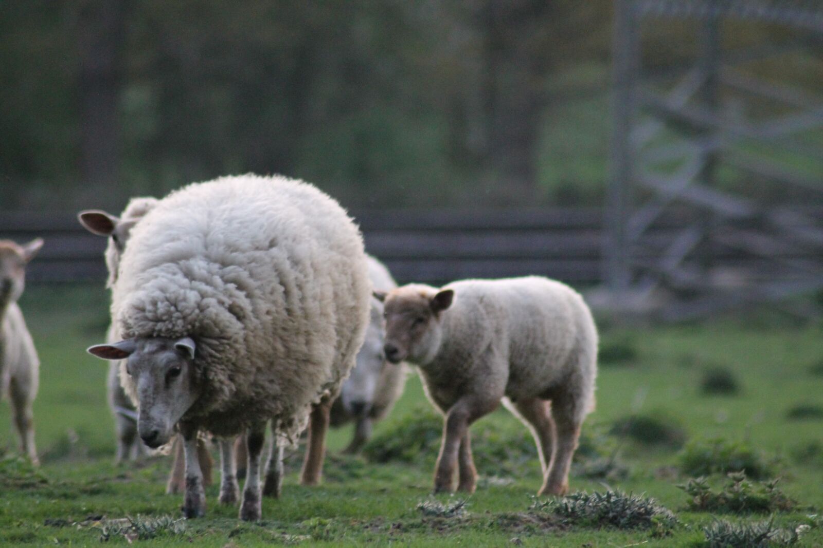 Canon EOS 1100D (EOS Rebel T3 / EOS Kiss X50) sample photo. Sheep, lamb, pre photography